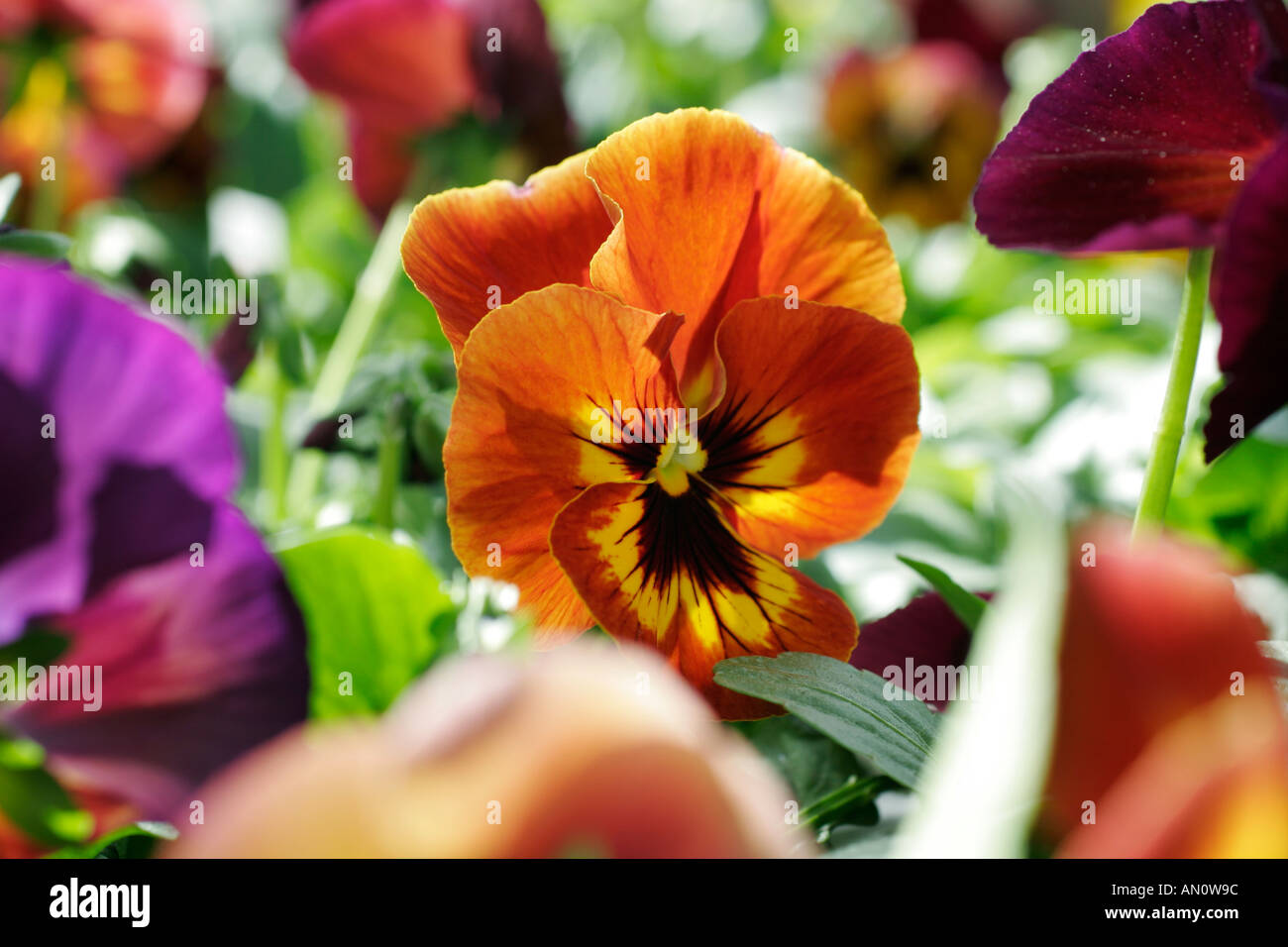 Viola Stiefmütterchen gemischt Stockfoto