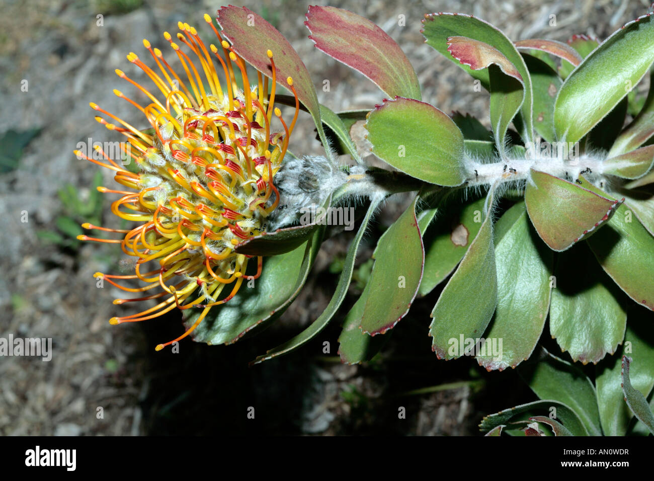 Cedarberg Nadelkissen/Silky-behaarte Nadelkissen - Leucospermum vestitum Stockfoto