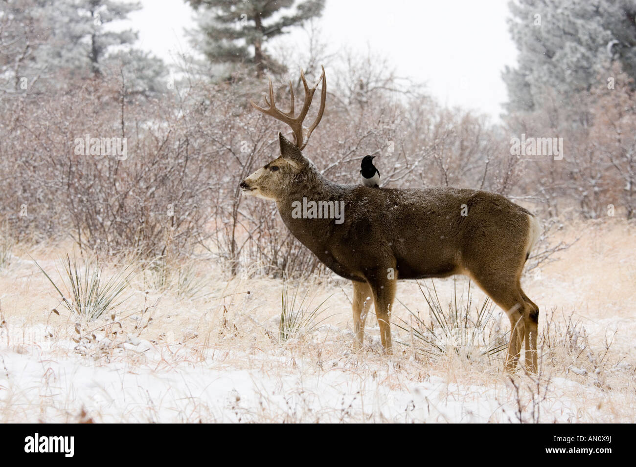 Elster Futter für Lebensmittel auf dem Rücken eines riesigen Bock Hirsches während eines kalten Colorado Schneesturms Stockfoto