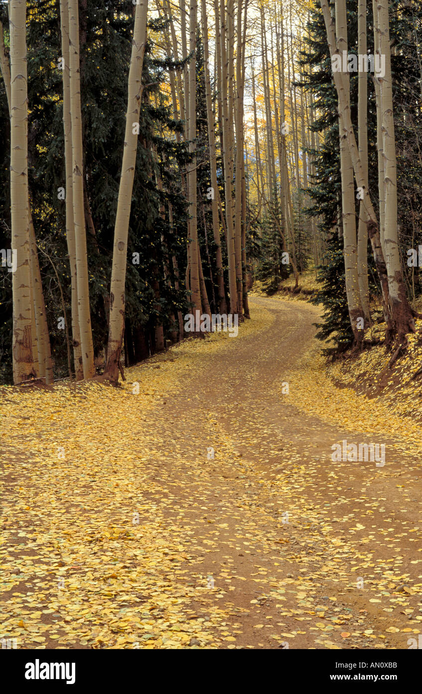 Feldweg durch fallen Espen San Juan Mountains Colorado Stockfoto