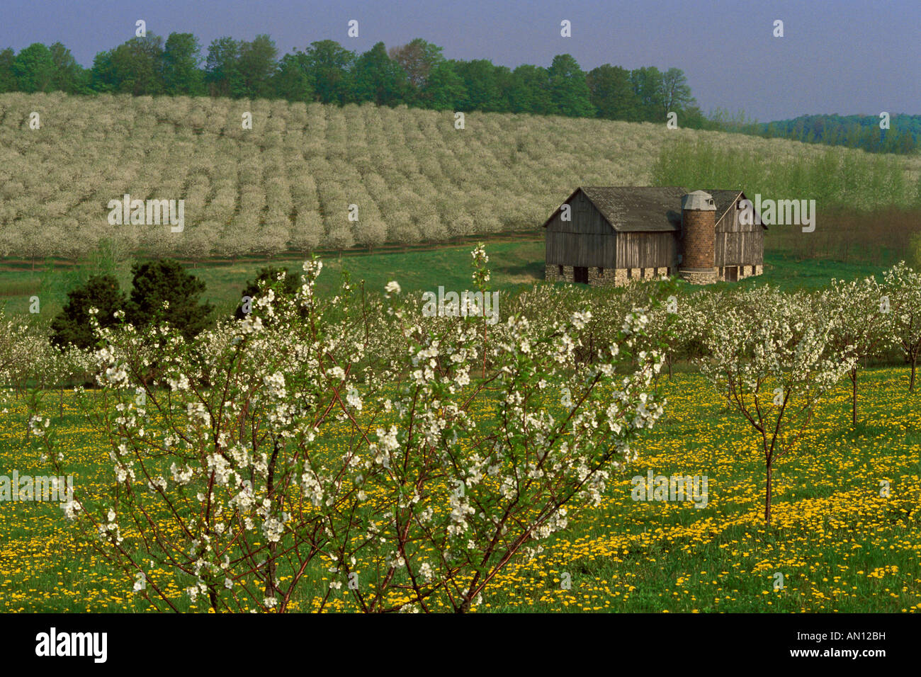 USA, Michigan, Leelanau County, alten Scheune neben blühenden Kirschbaum Obstgarten und Bereich der Löwenzahn. Stockfoto