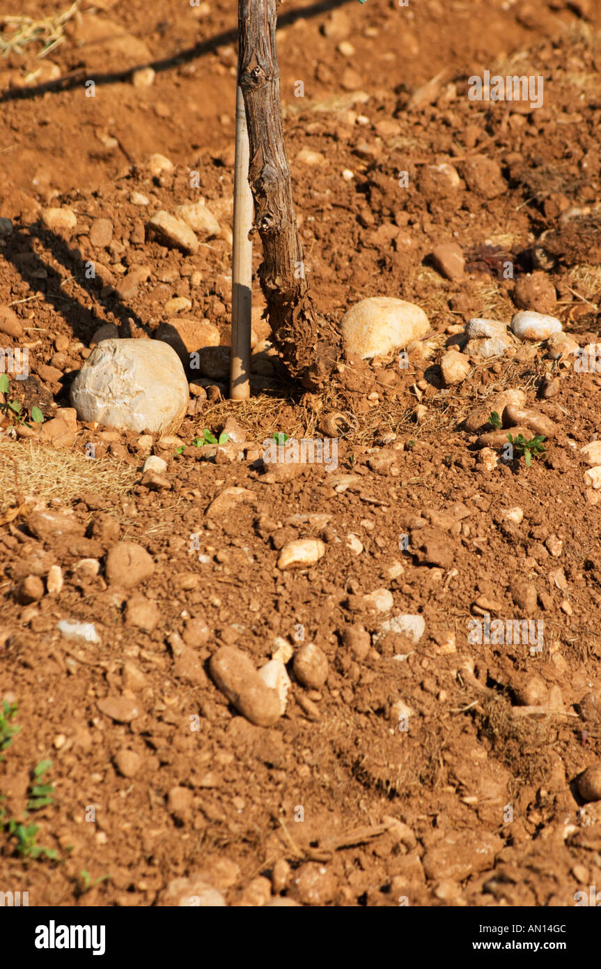 Reben im Weinberg. Typische rote rötlichen Sand sandigen Lehmboden vermischt mit Kiesel Steinen Steinen in unterschiedlicher Höhe. Weinberg in der Ebene in der Nähe von Mostar Stadt. Hercegovina Vino, Mostar. Föderation Bosne ich Hercegovine. Bosnien-Herzegowina, Europa. Stockfoto