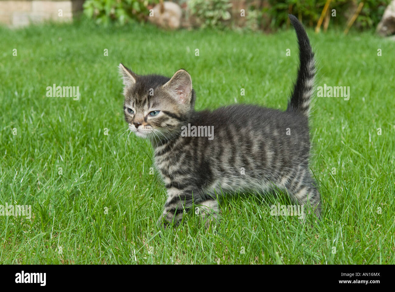 inländische Mischling Kitten Haustier Katze Stockfoto