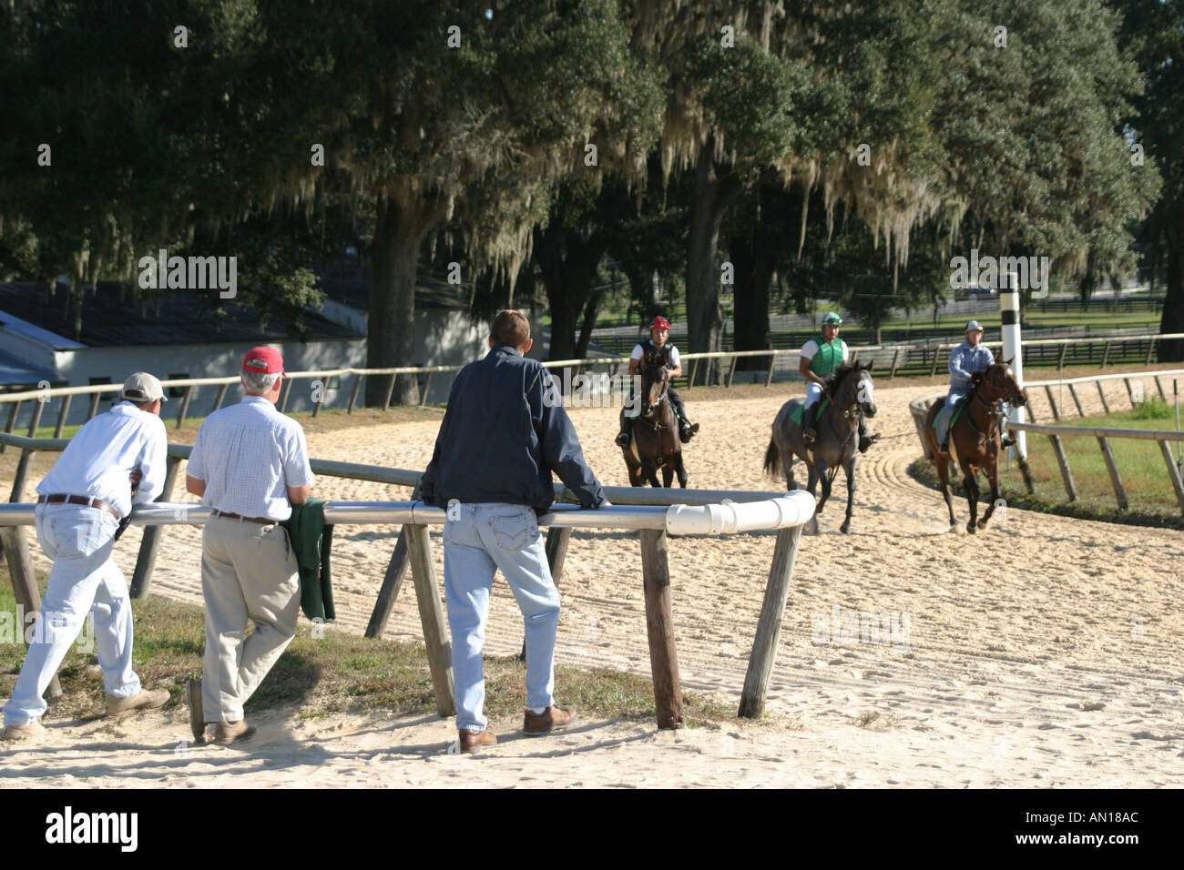 Ocala Florida, Racehorse Gestüt, Stall gewidmet Ausbildung einjährige Vollblut Rennpferde, domestizierte Tiere, Pferde, Besucher reisen Reise zu Stockfoto