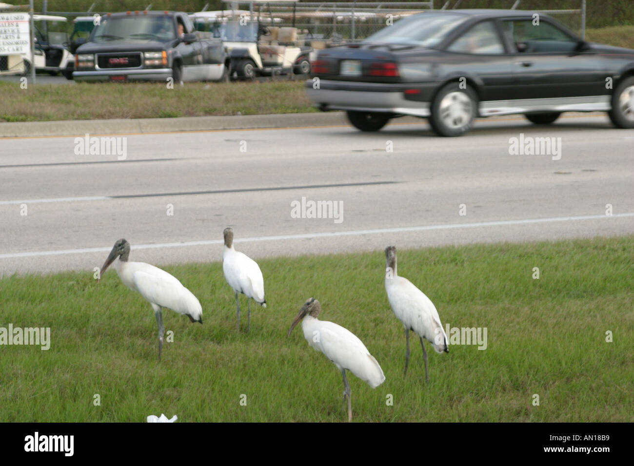 Florida Highland County, Avon Park, US 98, gefährdete Waldstörche, Vögel, Tiere, Federn, Flug, Klasse aves, Vogel, Besucher reisen Reise Tour Tourist t Stockfoto