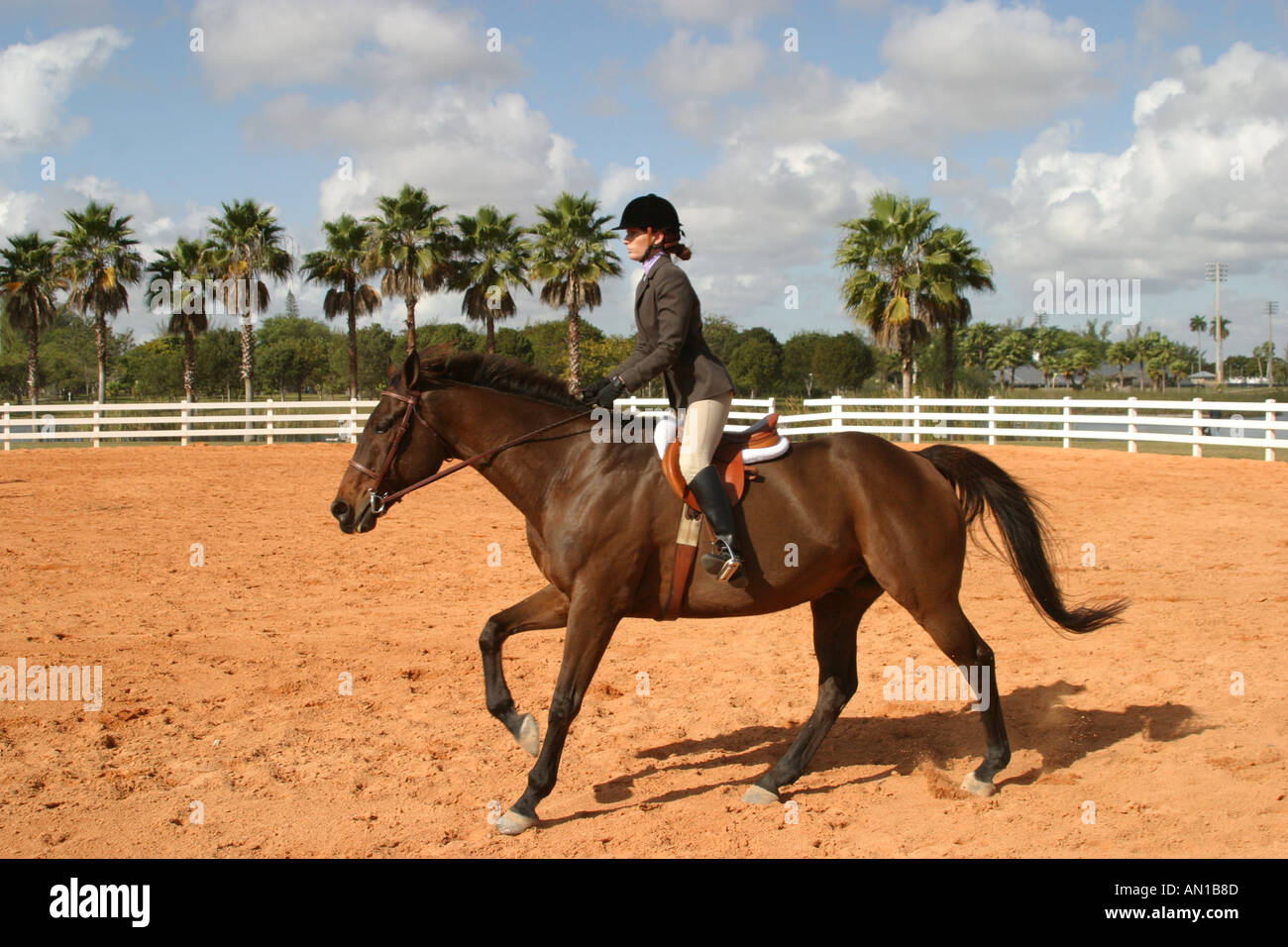 Miami Florida, Tropical Park, Heritage Horse Show Horses, Pferd, Tier, Tier, domestiziert, Transport, Pferd, trainiert, Reiten, Pflege, Compe Stockfoto