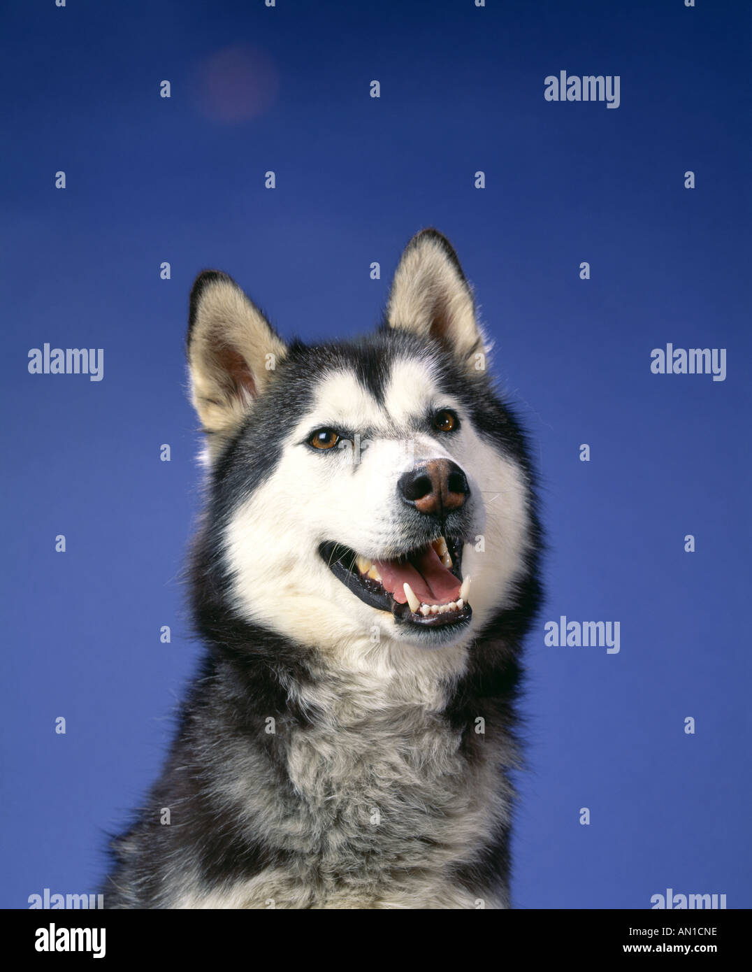 Schne Husky Husky Mix Bilder