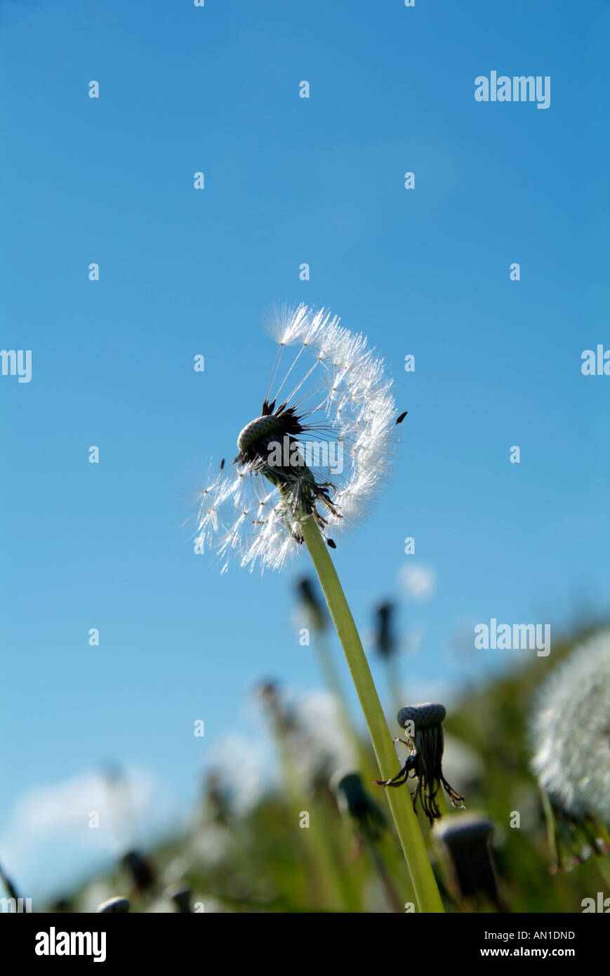 Landmark Hamburg Deutschland Nord Europa Elbmarsch Spadenland Löwenzahn Pusteblumen Stockfoto