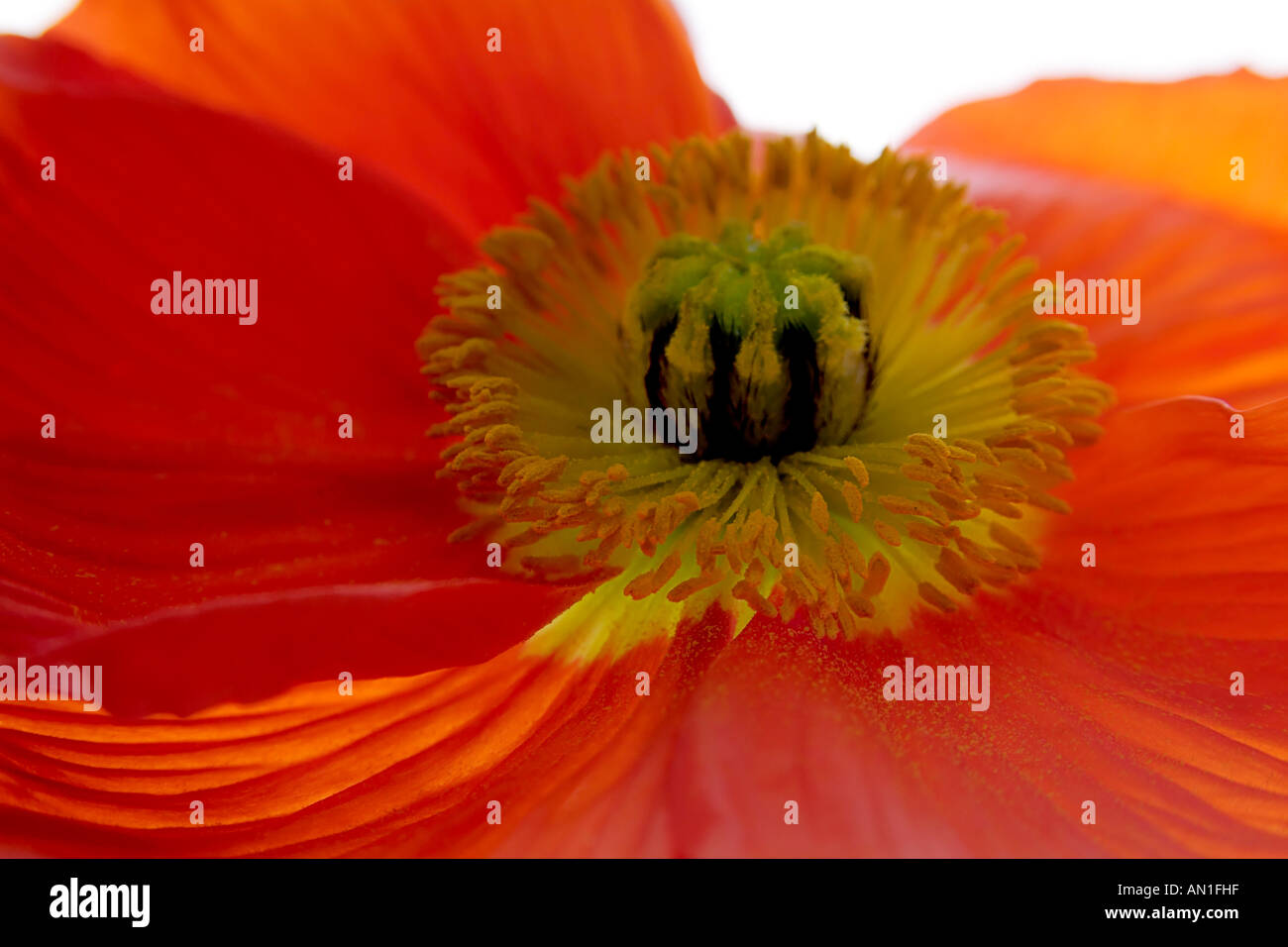 Nahaufnahme eines Papaveraceae, Mohn, poppyflowers Stockfoto