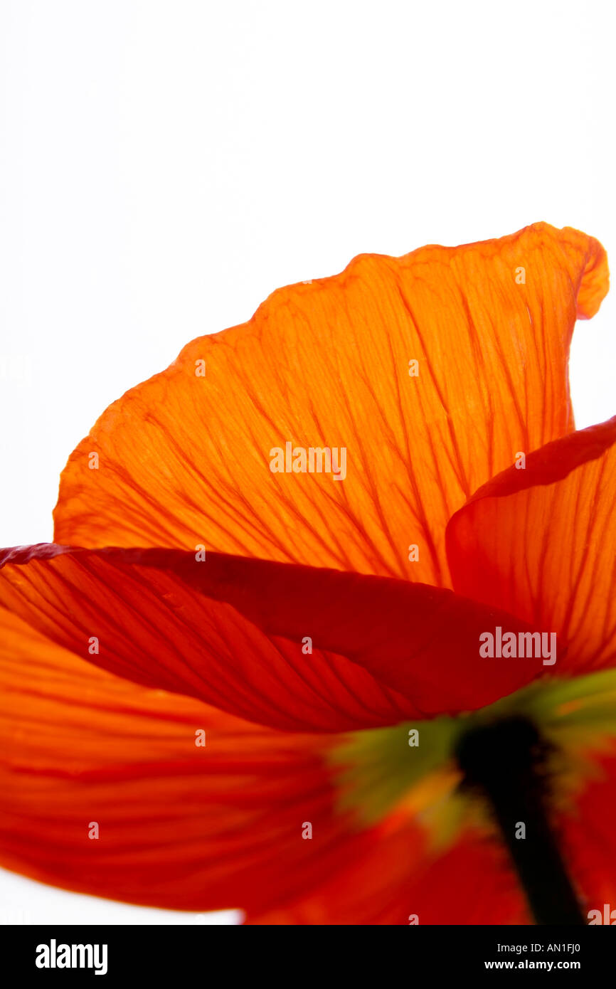 Nahaufnahme eines Papaveraceae, Mohn, poppyflowers Stockfoto