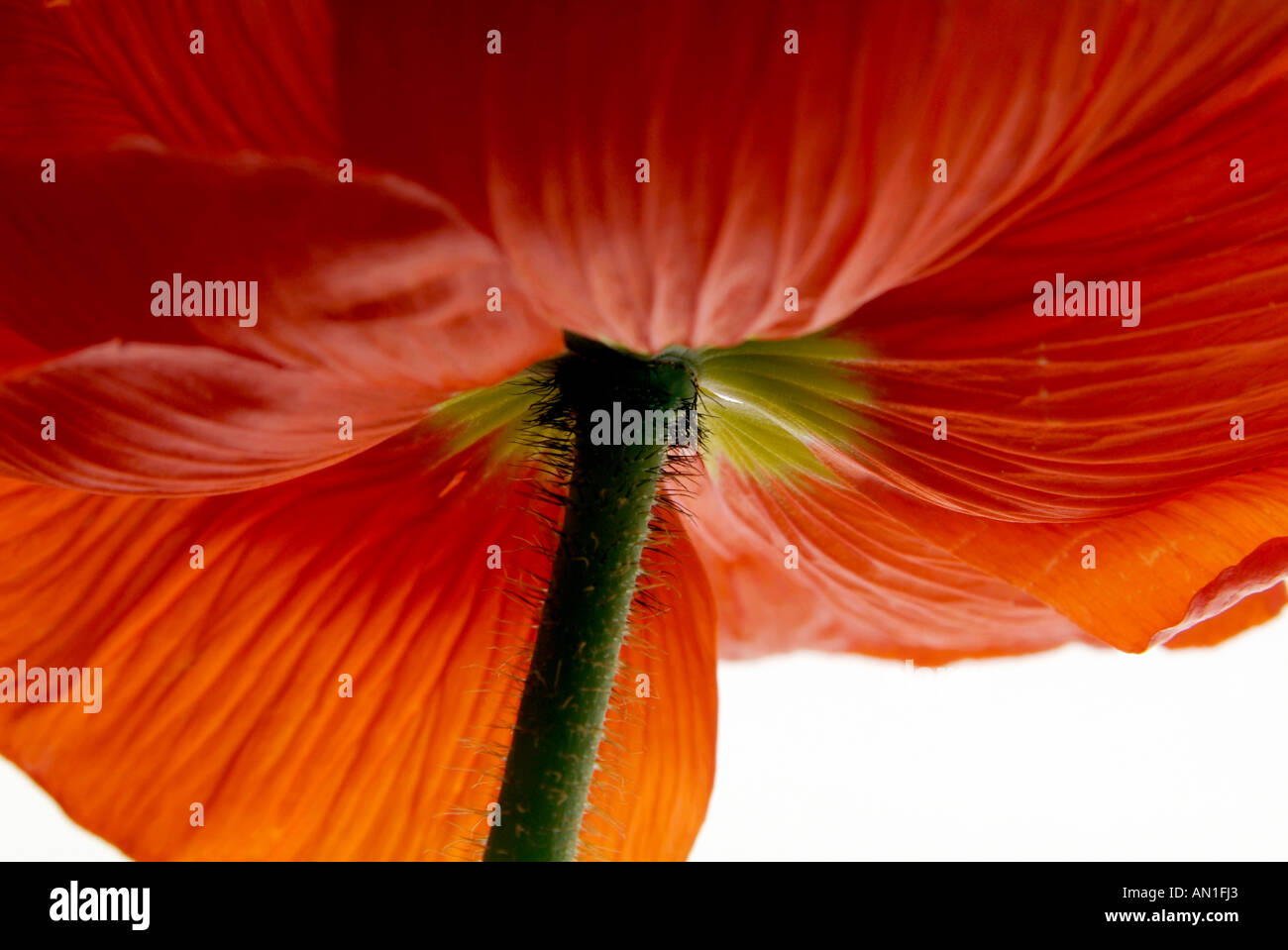 Nahaufnahme eines Papaveraceae, Mohn, poppyflowers Stockfoto
