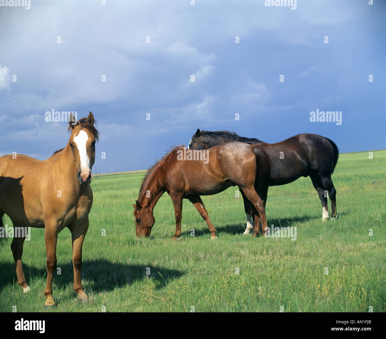 PFERDE GRASEN AUF DER WEIDE KANSAS Stockfoto