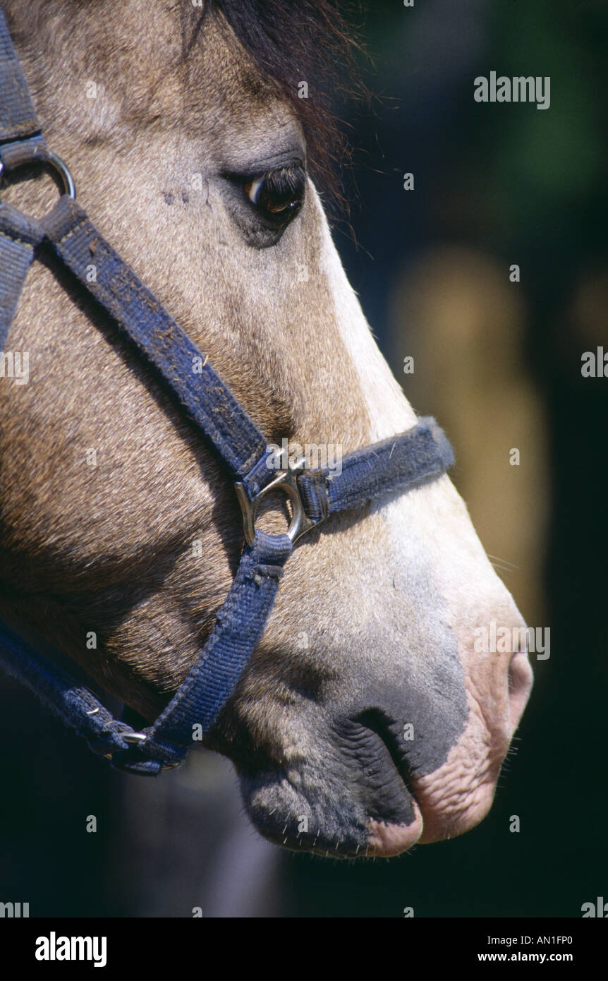 GESICHT DES PFERDES SEITE ANSICHT PROFIL PENNSYLVANIA Stockfoto