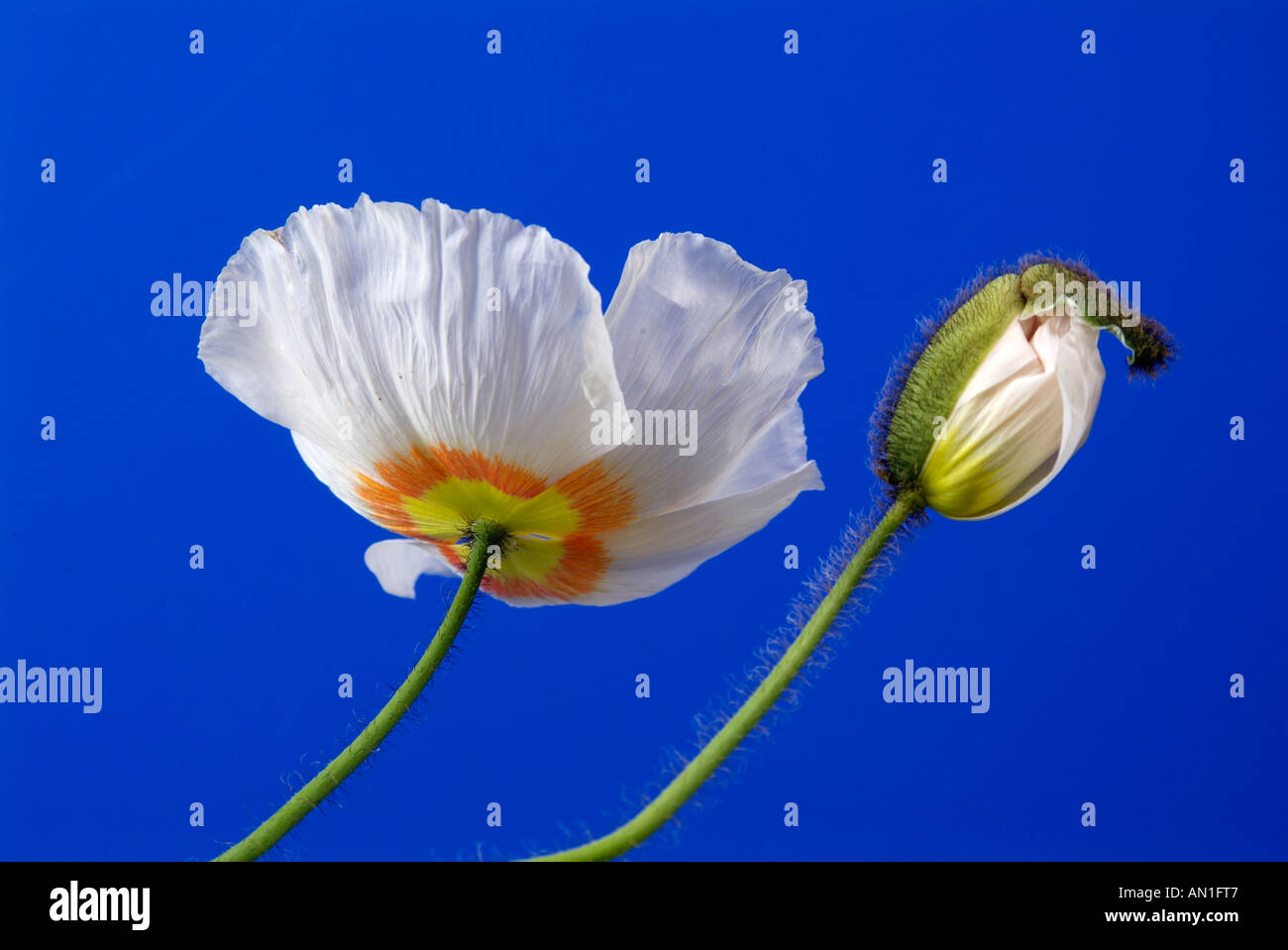 Mohn vor blauem Hintergrund Stockfoto