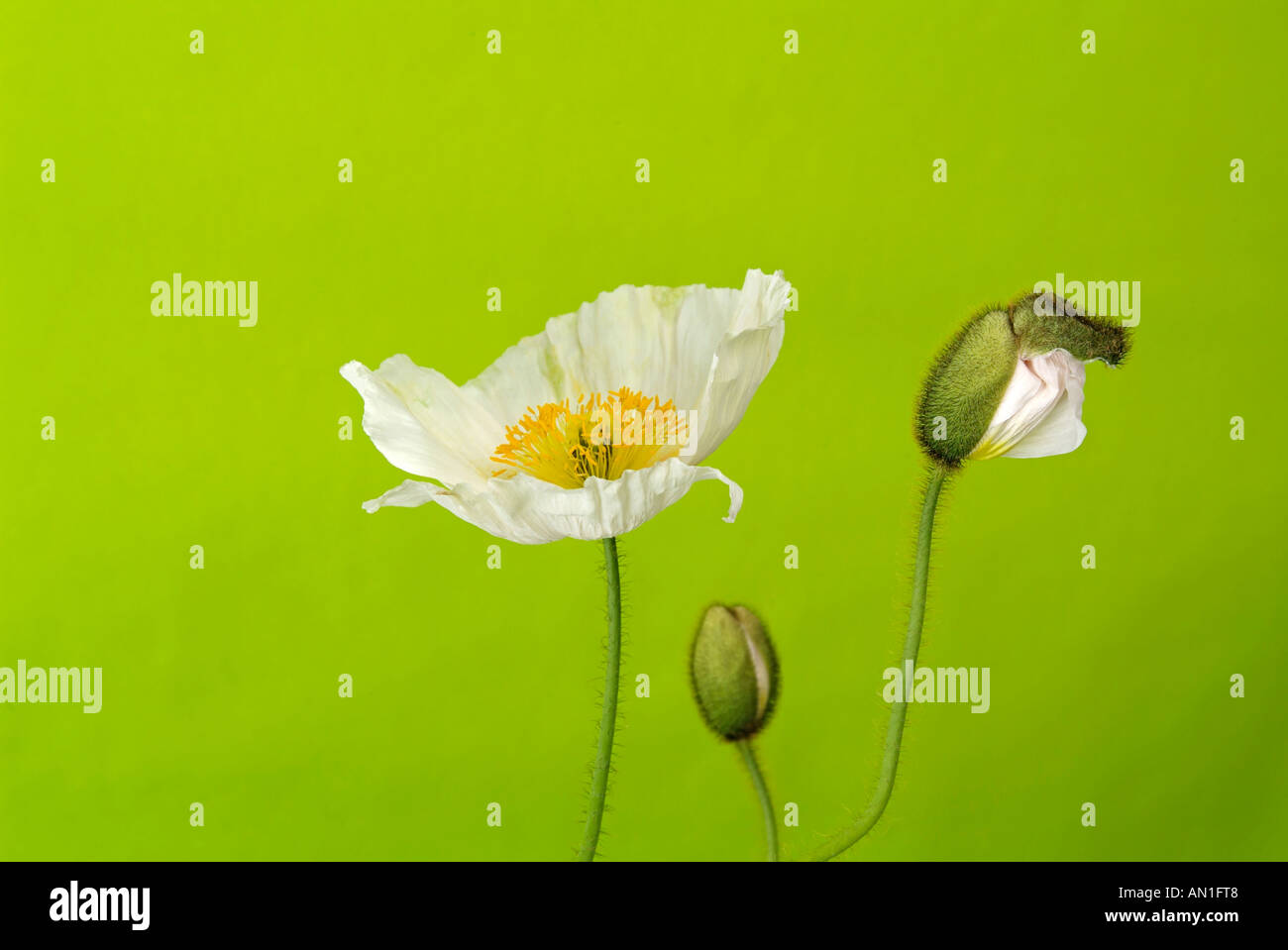 Mohn vor grünem Hintergrund Stockfoto