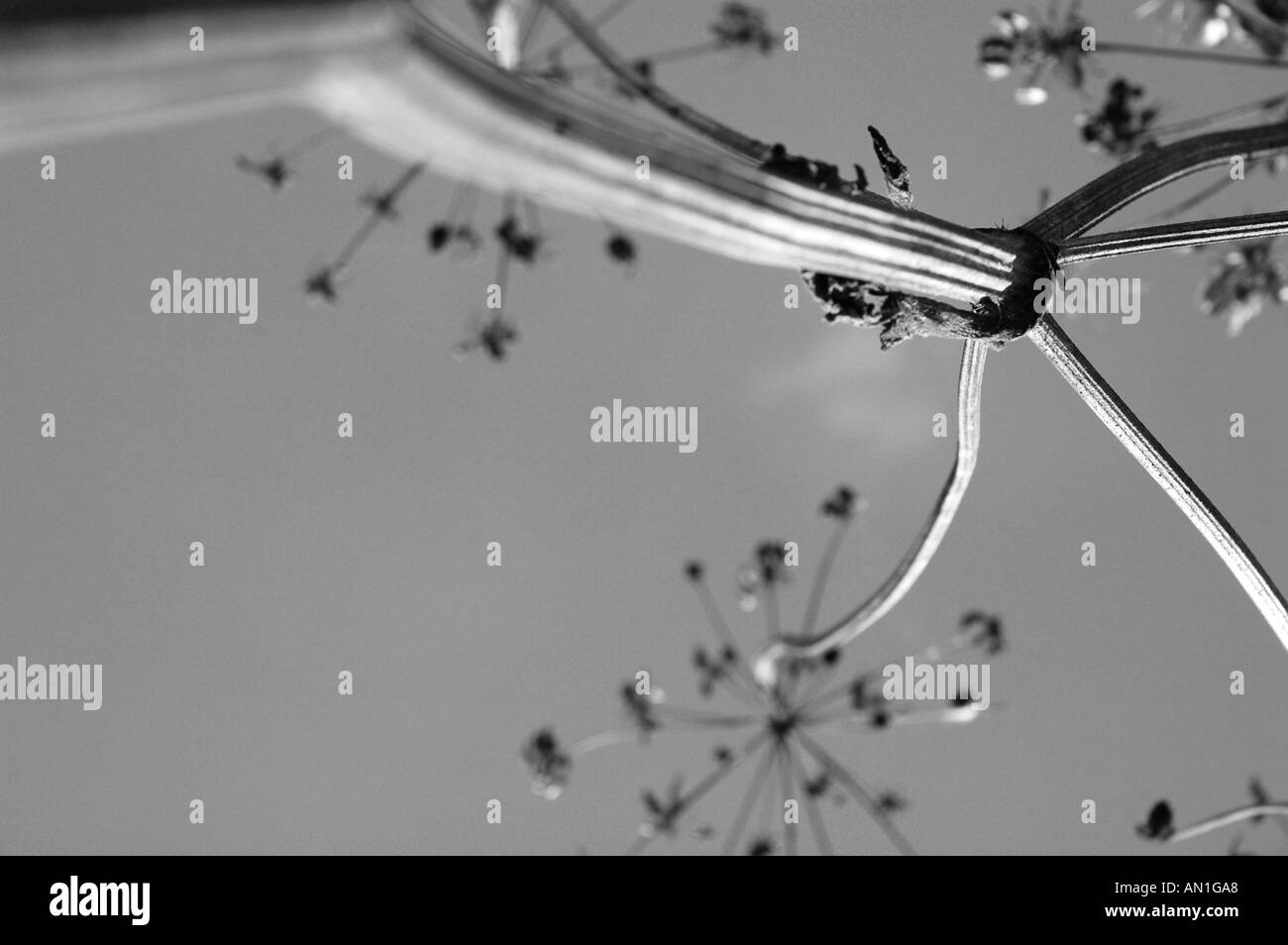 Stick-Anlage schwarz / weiß Stockfoto