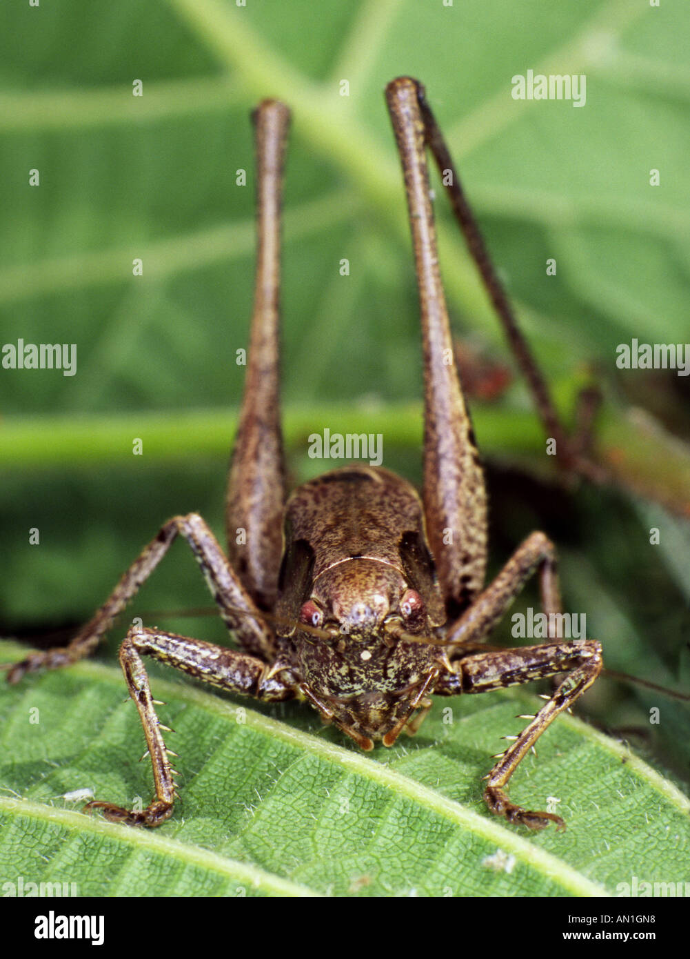 Dunkle Bush-Cricket Stockfoto