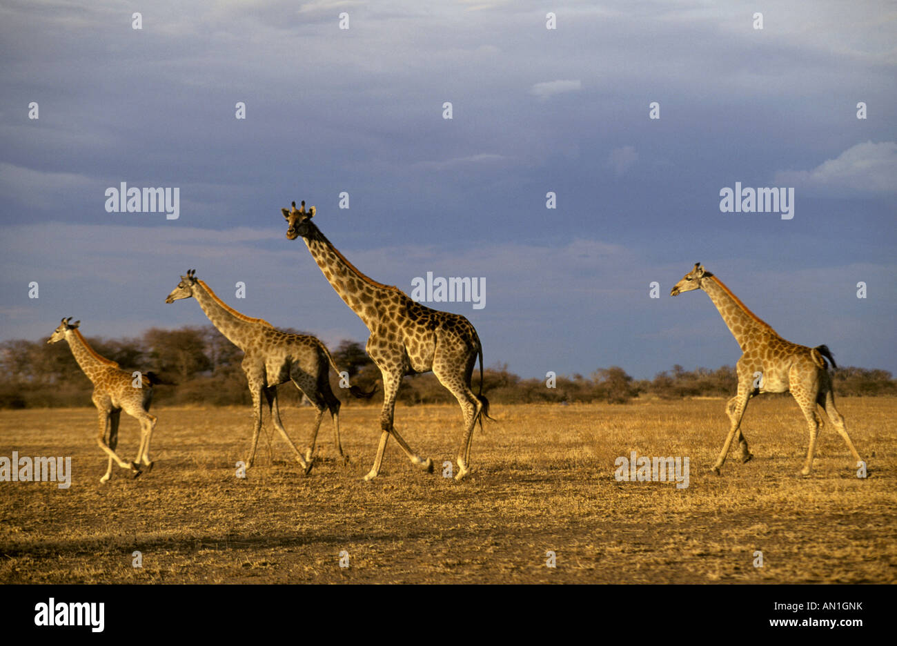 Eine Familie von Giraffen schreiten über Nxai Pan, wie die ersten der Regenzeit Overhead Giraffa Camelopardelis Wolken) Stockfoto