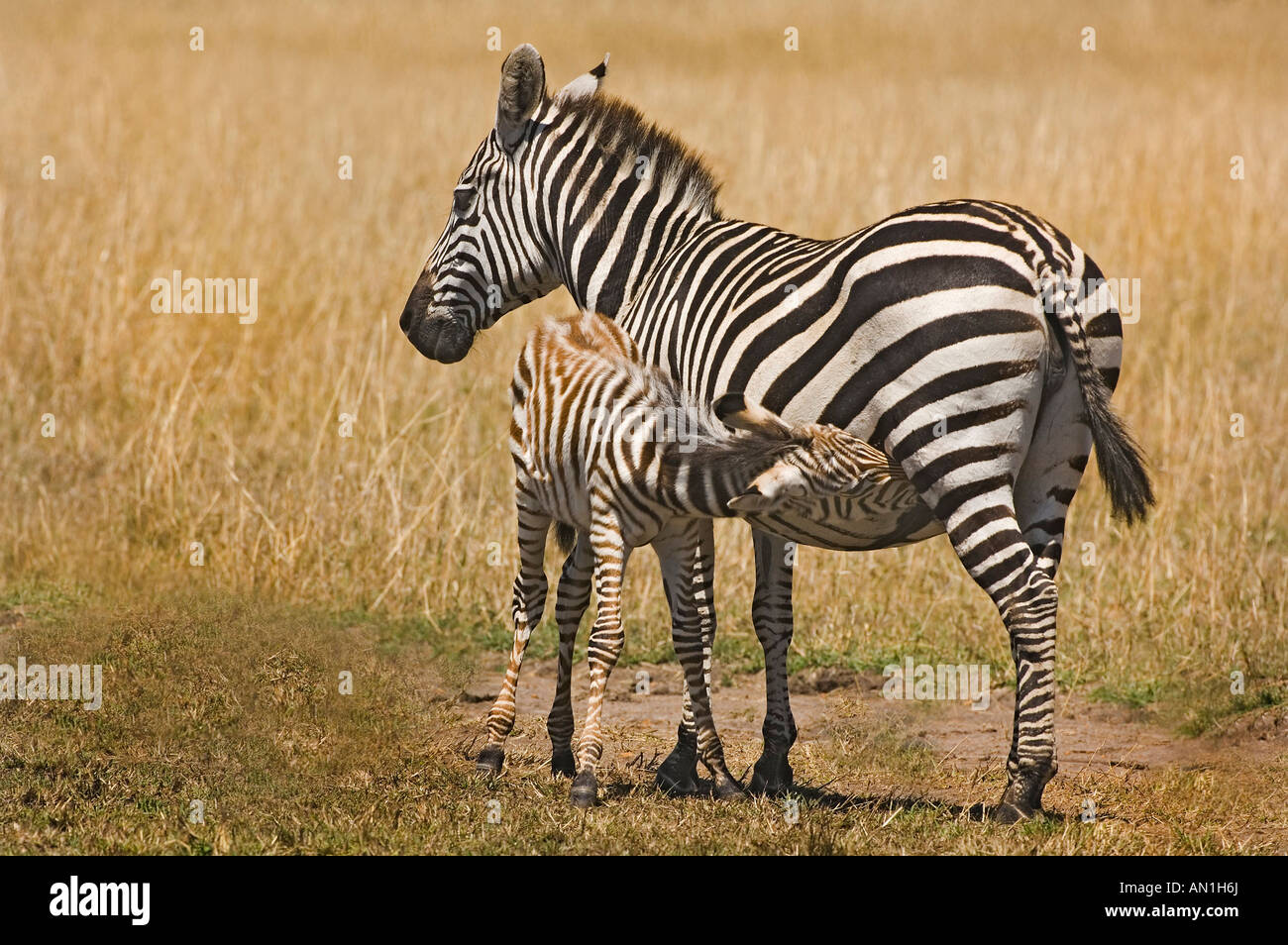 Burchell Zebra (Equus Burchelli) Mutter und Fohlen Stockfoto