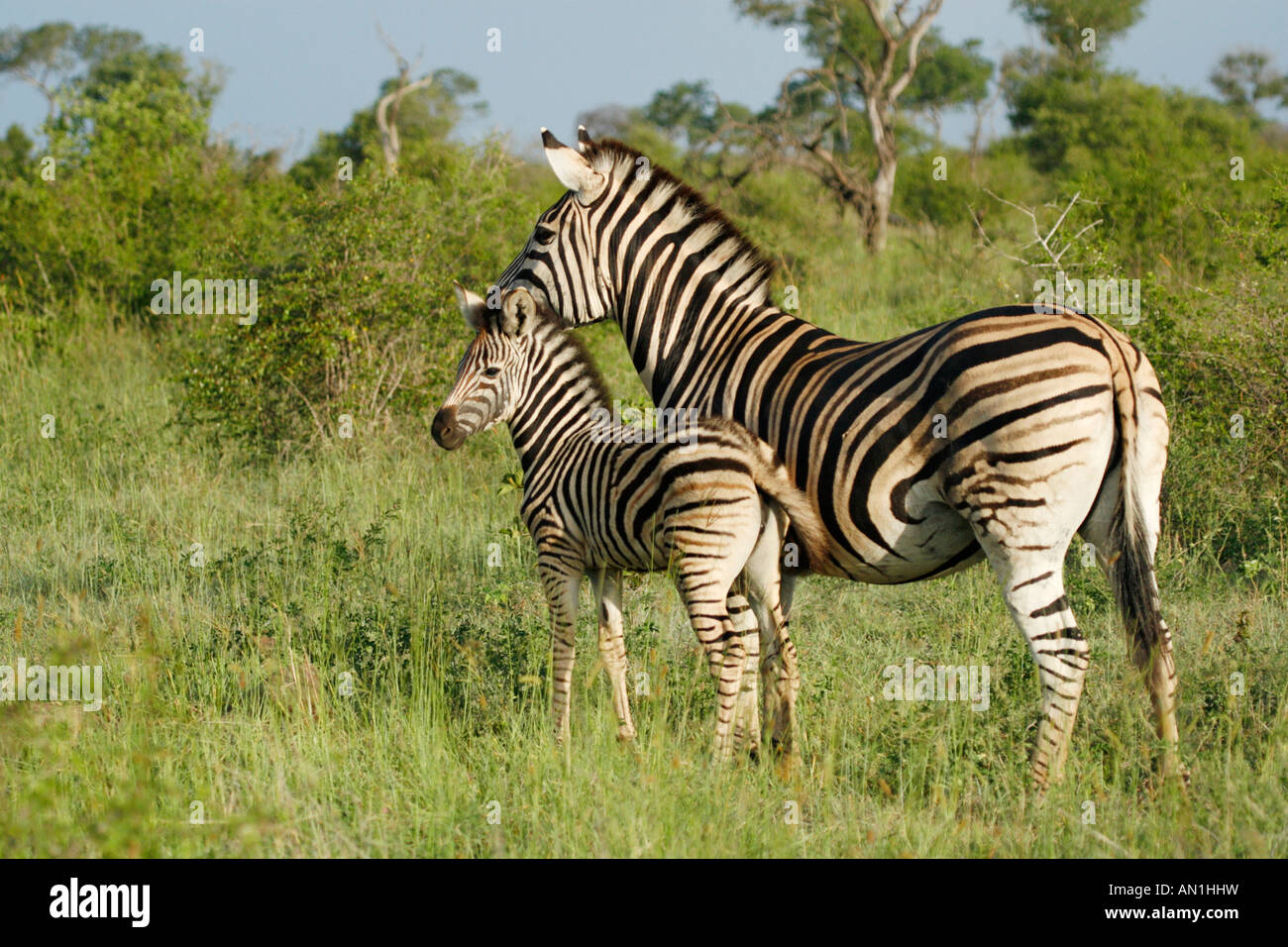 Burchells Zebra mit Fohlen stehen im grünen Bushveld-Bereich Stockfoto