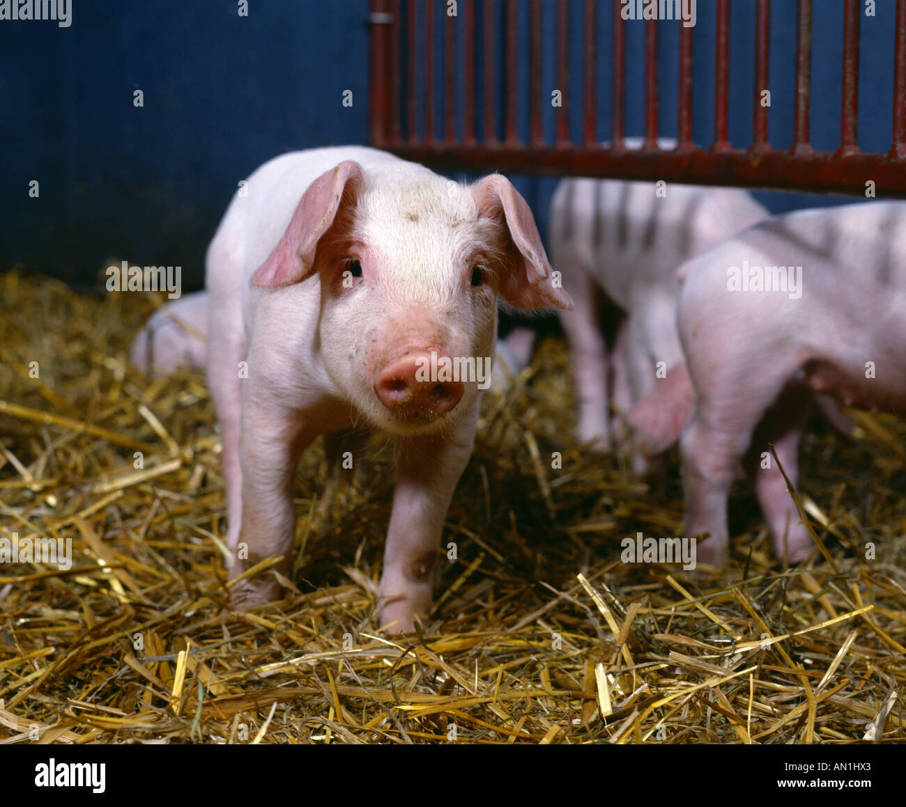 2 WK ALTEN YORK LANDRASSE-SCHWEINE MIT KRIECHEN FEEDER Stockfoto