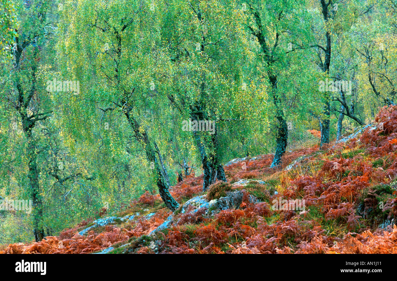 Native Birke Wald im Herbst, Großbritannien, Schottland Stockfoto