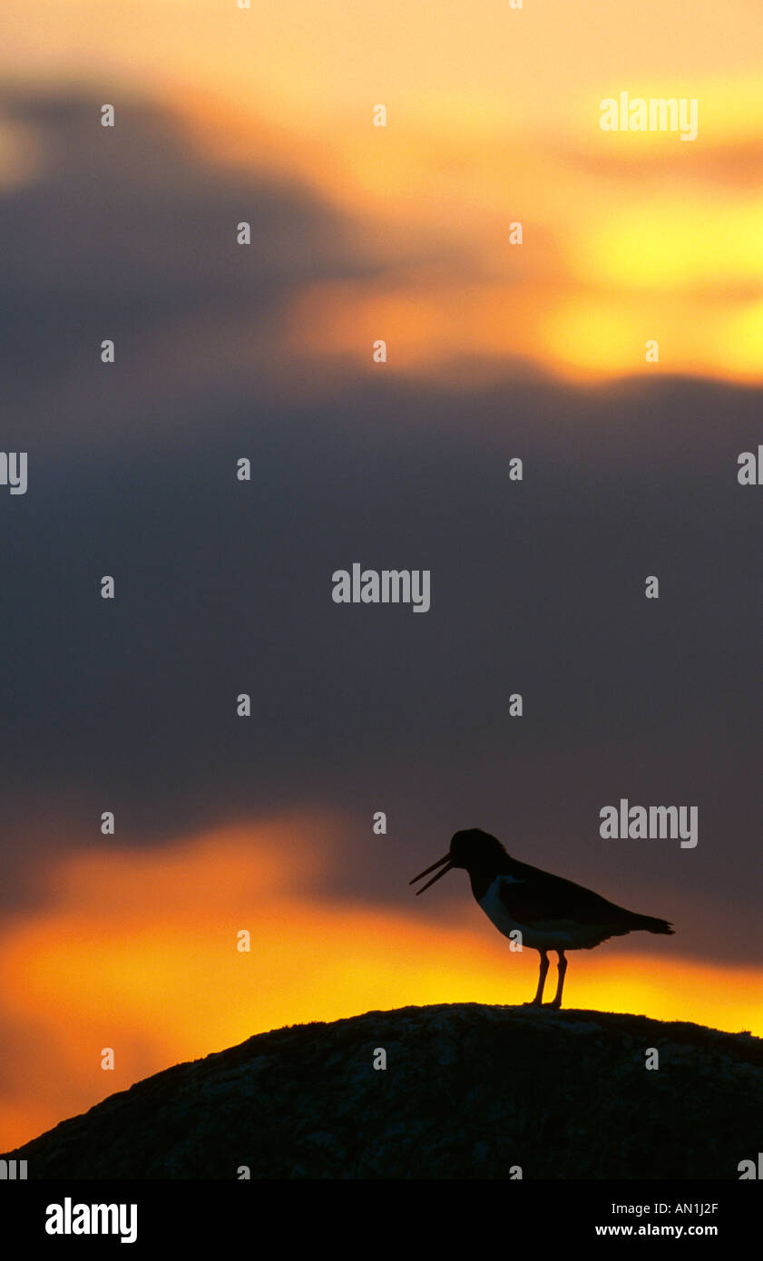 Paläarktis Austernfischer (Haematopus Ostralegus), silhouetted gegen Gewitterhimmel, Großbritannien, Schottland Stockfoto