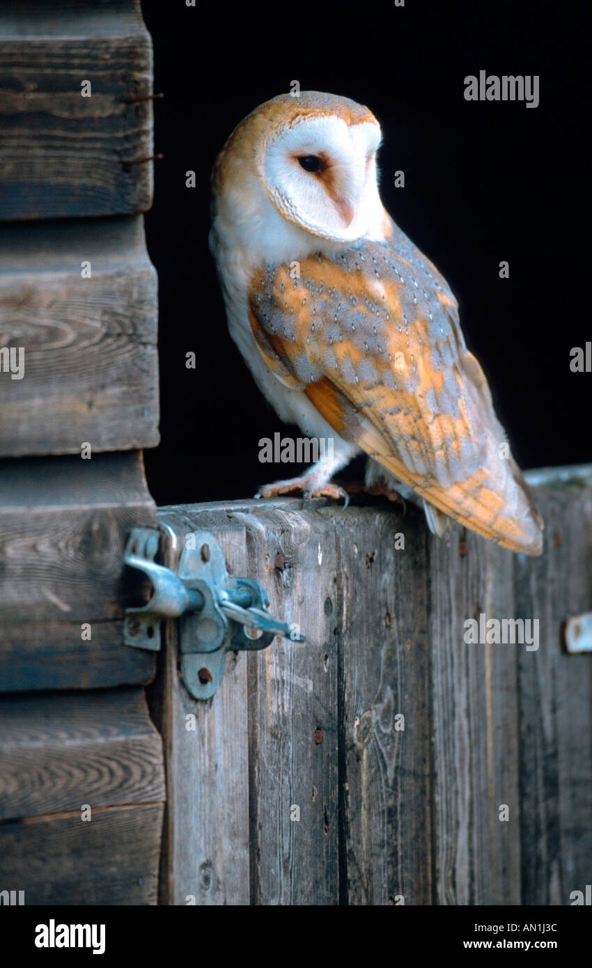 Schleiereule (Tyto Alba), sitzen auf Stalltür, Großbritannien, Schottland, Highlands Stockfoto