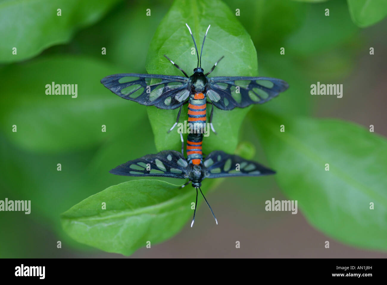 Fenster-winged Motten Paarung (Syntomus Cerbera) Stockfoto