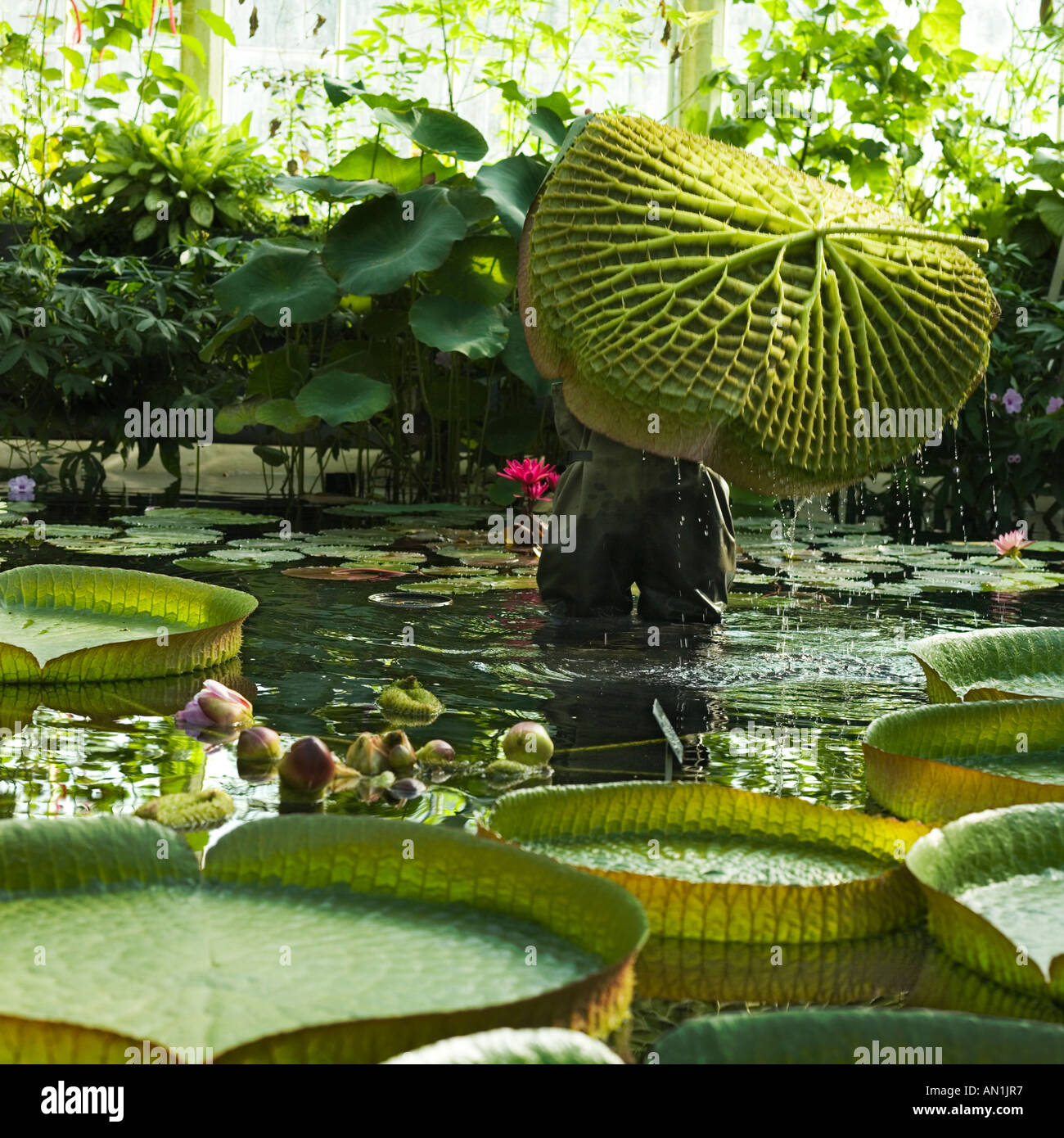 unter einer riesigen Seerosenblatt Santa Cruz Seerose Stockfoto