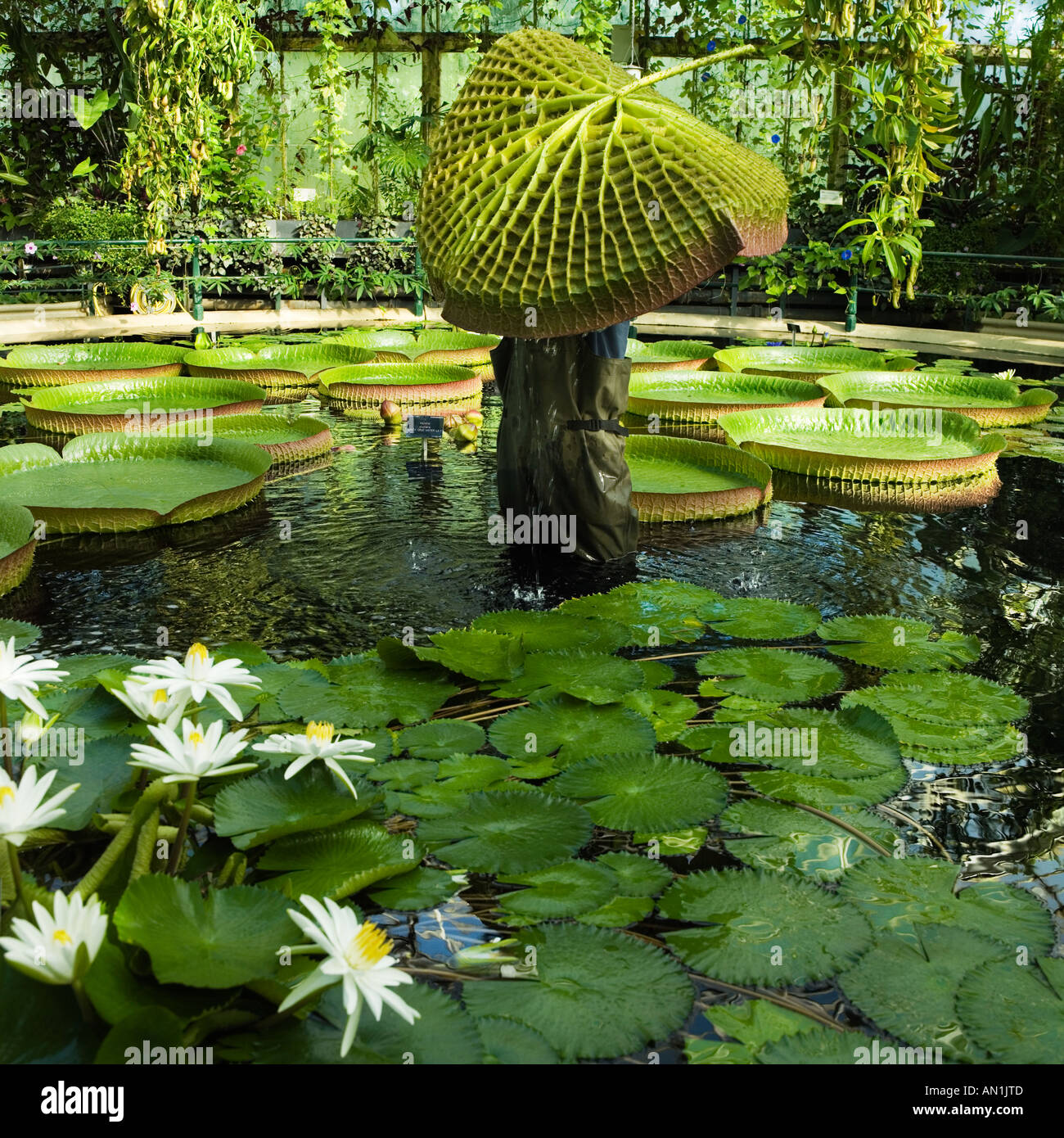 Riesen seerosen in einem teich Fotos und Bildmaterial in hoher