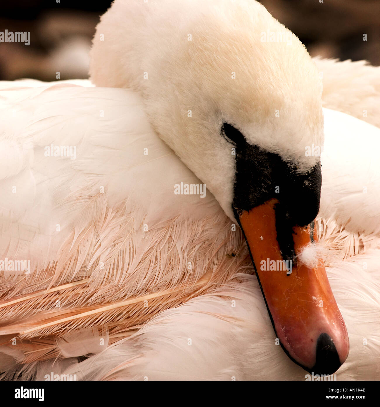 Schwäne im Hafen von Galway, Irland Stockfoto