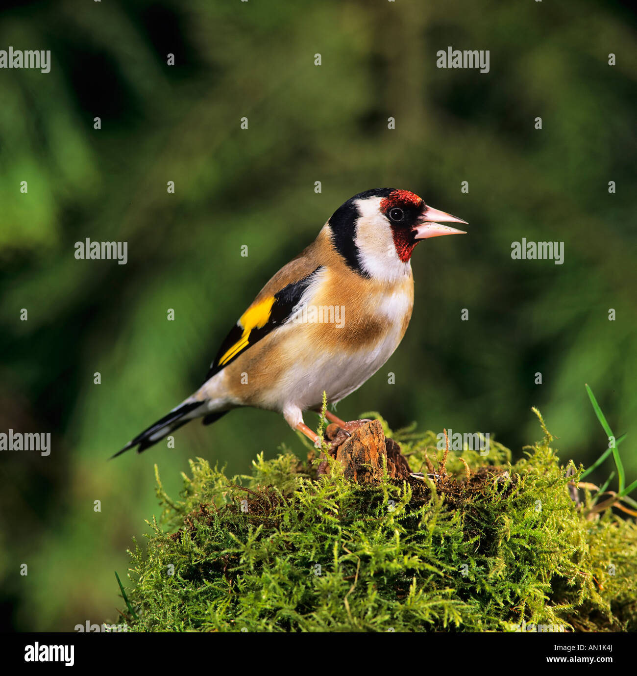 Distelfink Stieglitz Zuchtjahr Zuchtjahr Europäische Goldfinch Stockfoto