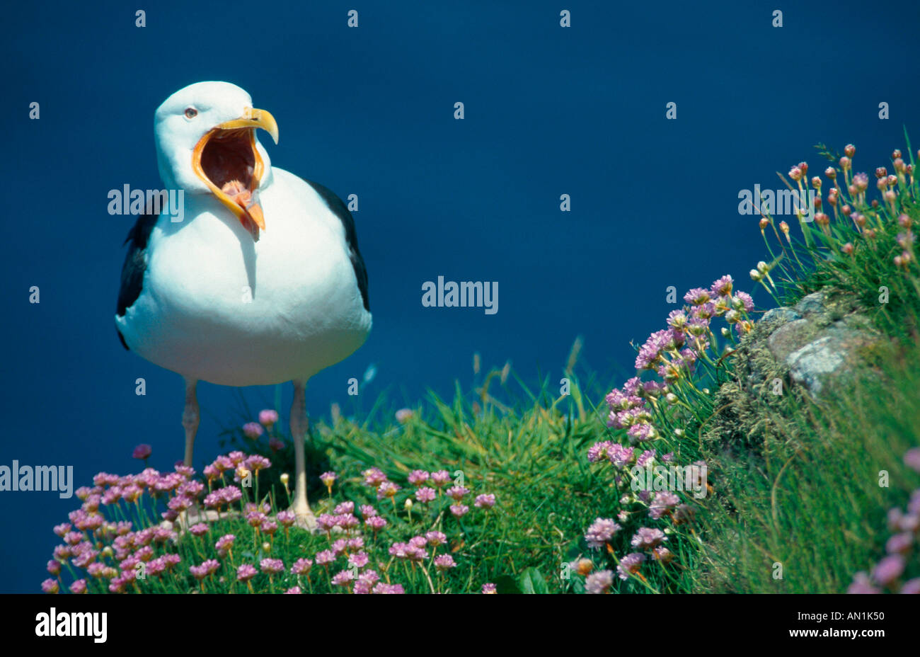 mehr Black-backed Gull (Larus Marinus), ruft unter Sparsamkeit, Großbritannien, Schottland, Handa Island Stockfoto