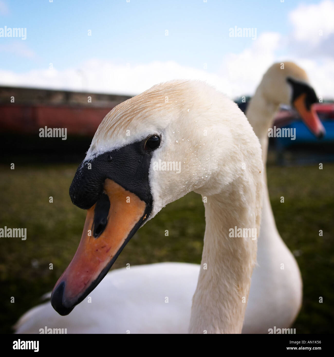 Schwäne im Hafen von Galway, Irland Stockfoto