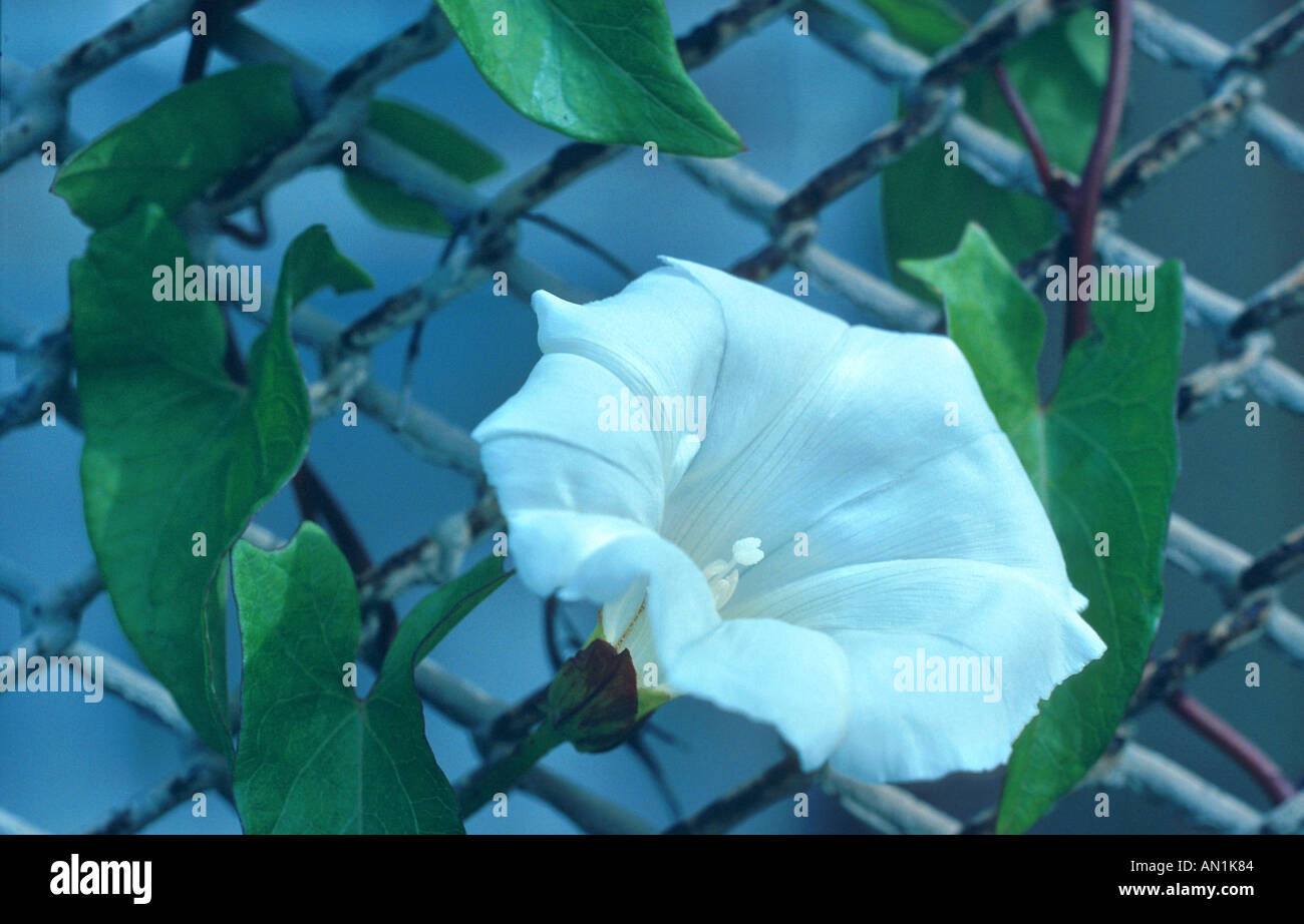 Bell-Bind, Rutland Schönheit, stärkere Winde (Calystegia Sepium), blühende Hecke Ackerwinde, Hecke falsche Ackerwinde, Ladys-Schlummertrunk Stockfoto