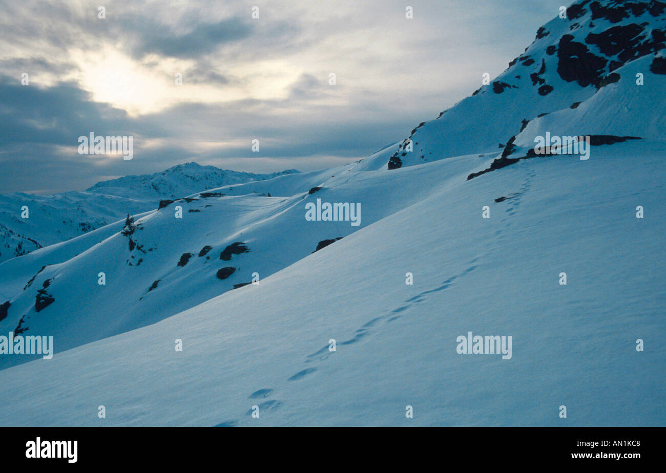 blauer Hase, Schneehase, weißen Hasen, eurasische arktische Hasen (Lepus Timidus), Spuren im Schnee mit Berg-Panorama, Österreich, Alpen Stockfoto