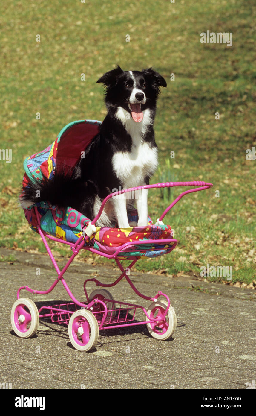 Border-Collie - in einen Kinderwagen Stockfoto