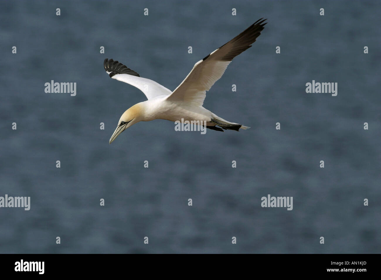 Basstölpel - fliegen Sula bassana Stockfoto