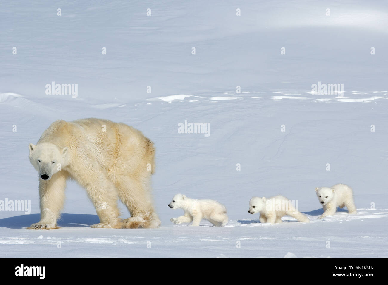 Eisbär mit drei jungen - zu Fuß nach dem anderen Stockfoto