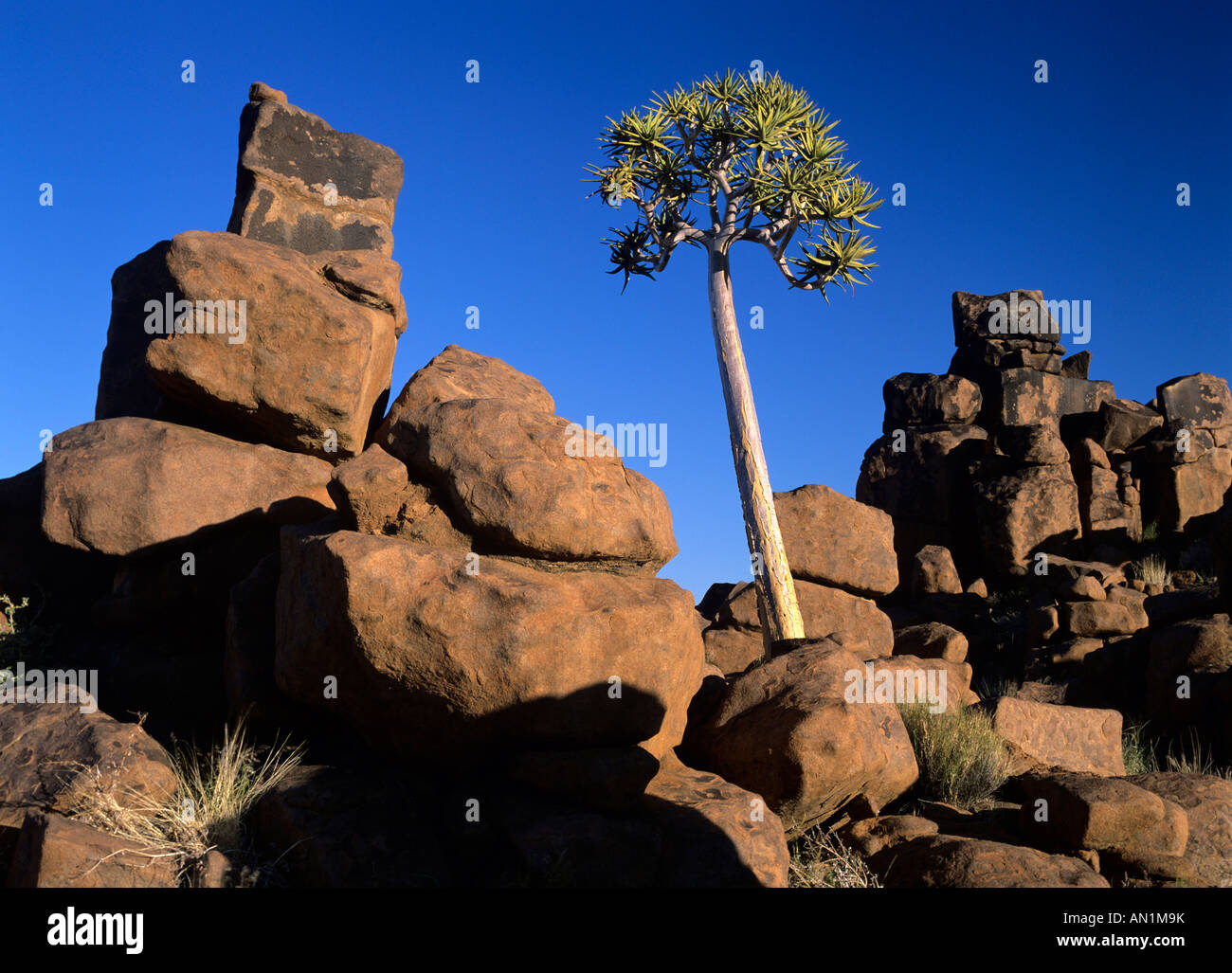 einzelne Köcher Baum Aloe Dichotoma individuelle wächst zwischen verwitterten Felsen Riese s Spielplatz Keetmanshoop Namibia Afrika Stockfoto