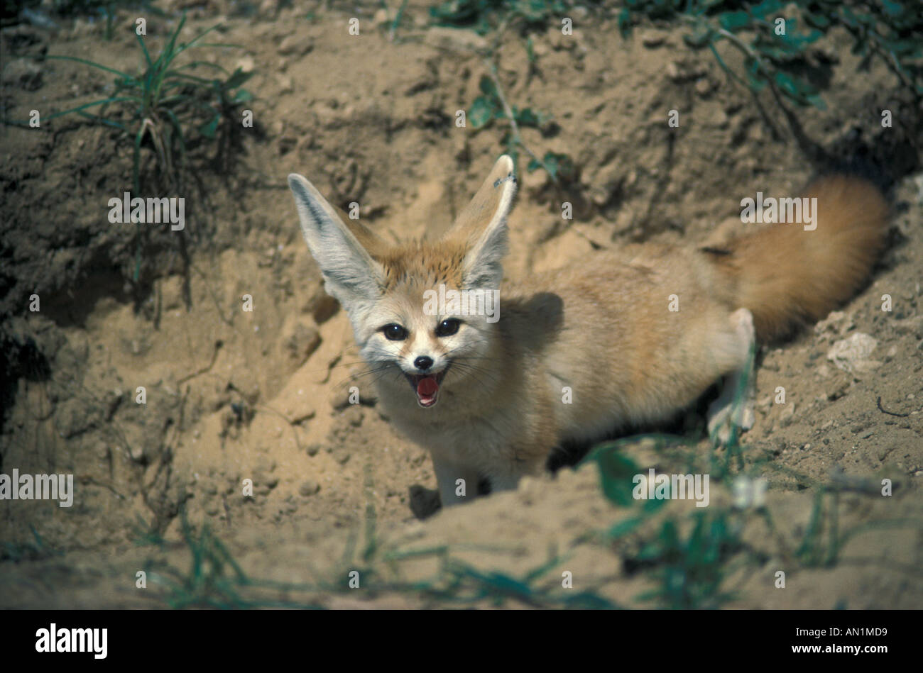 Fennec Fox Fennecus Zerda hautnah auf Boden stehend Stockfoto