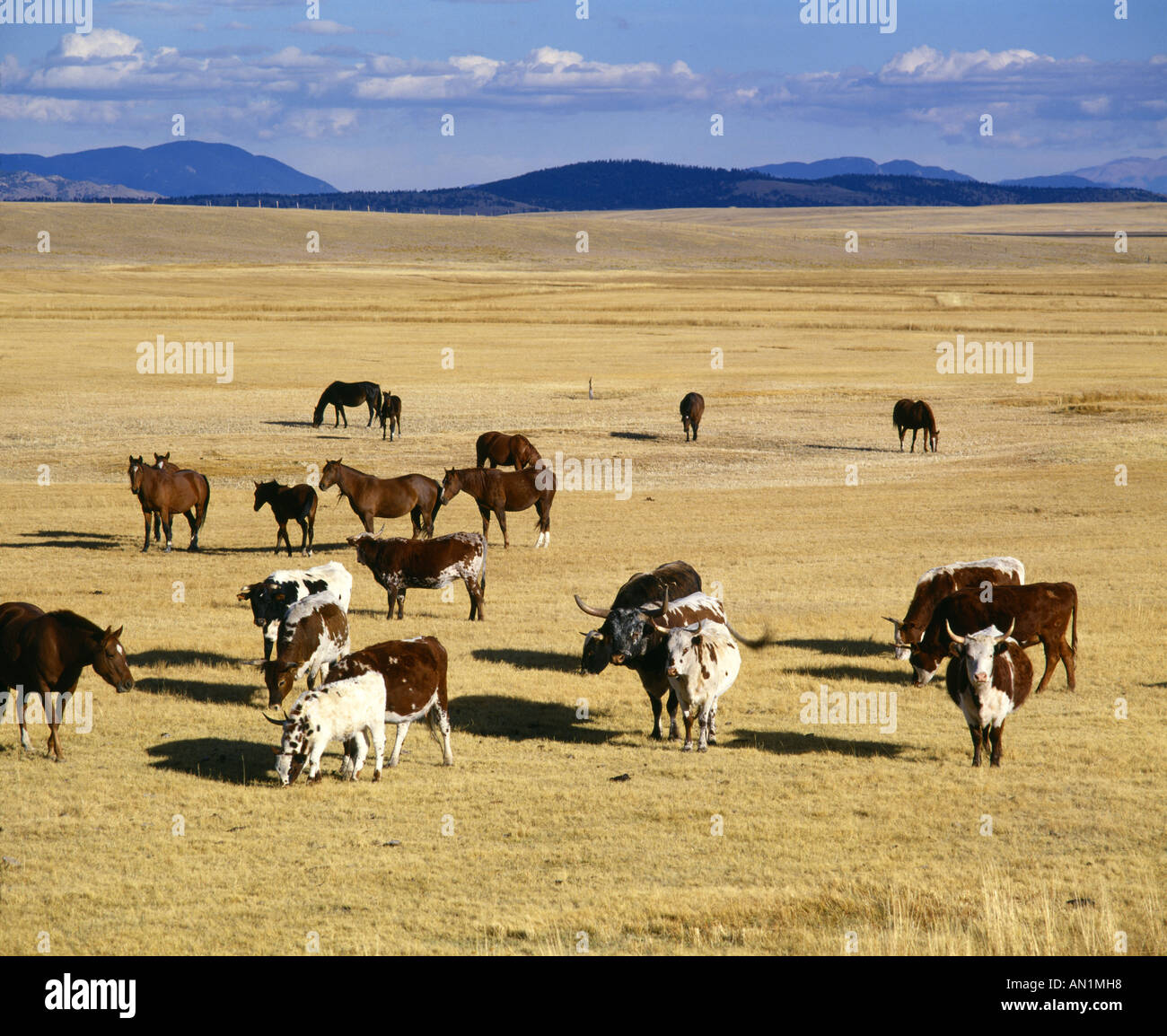 LONGHORN RINDER UND PFERDE GRASEN AUF DER WEIDE COLORADO Stockfoto