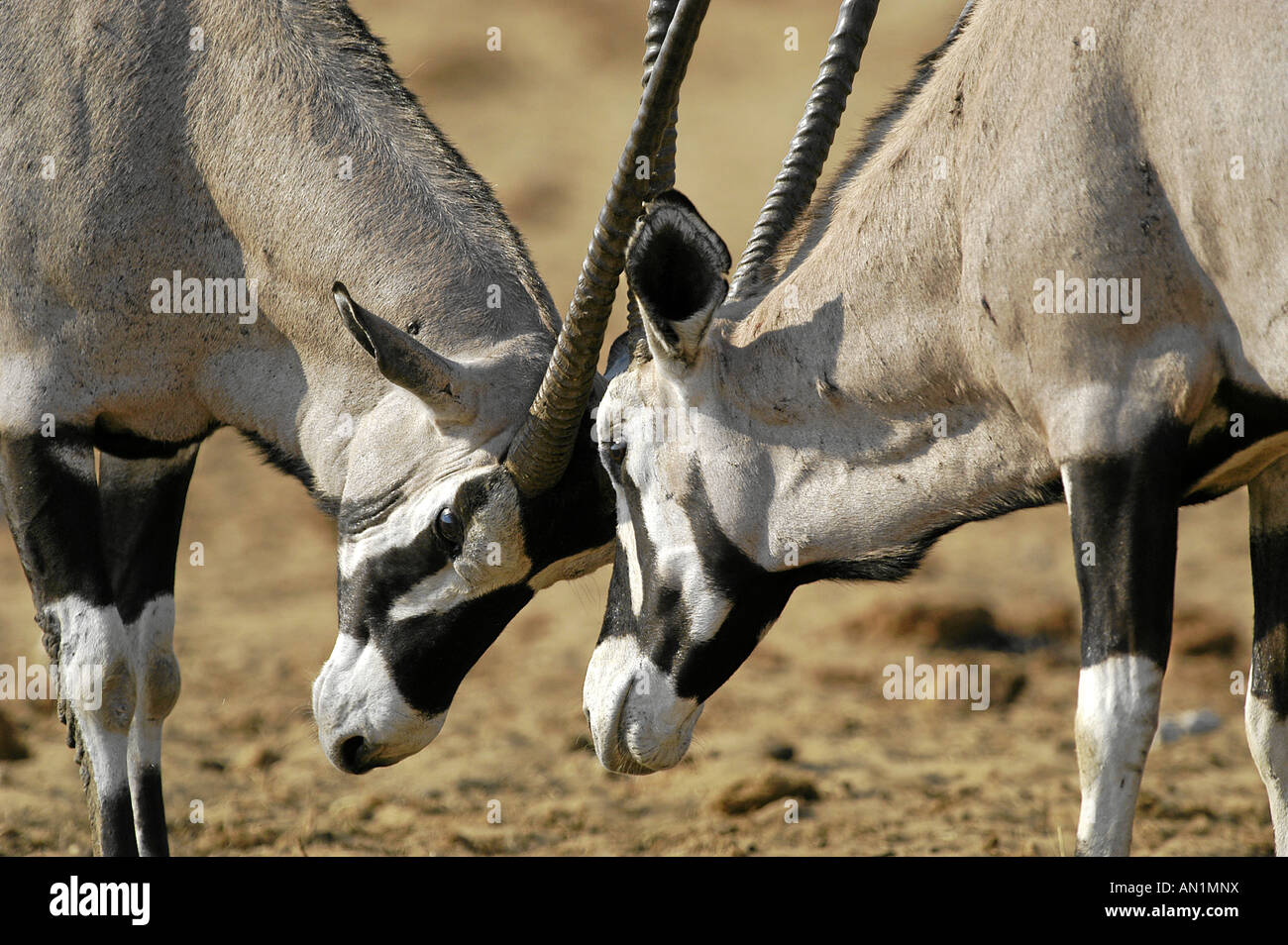 Oryxantilope Oryx Gemsbock Oryx Gazella Oryx Spiessbock Afrika Afrika