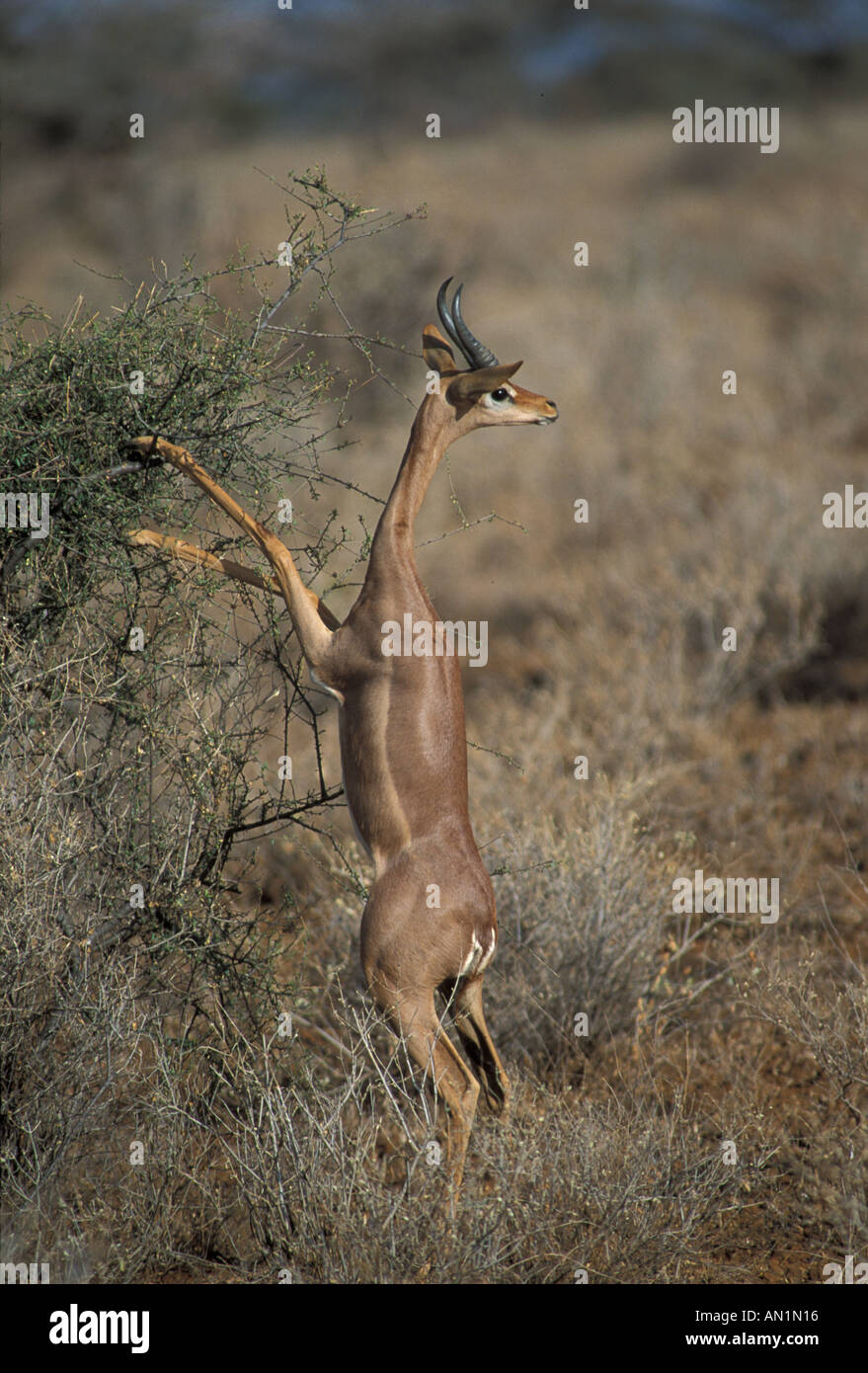Gerenuk Litocranius Walleri stehend auf Hinterbeine aus Strauch S Stockfoto
