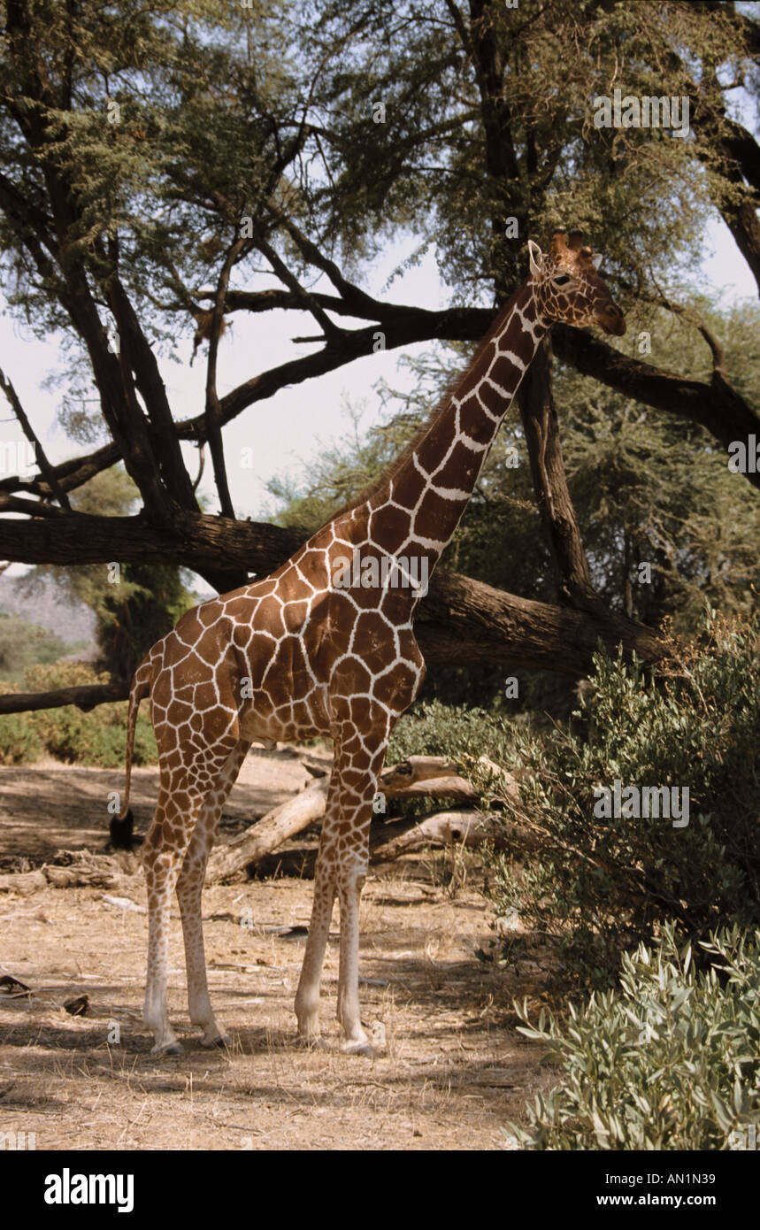 Netzartige Giraffe Giraffen Giraffe Reticulata Samburu, Kenia Stockfoto