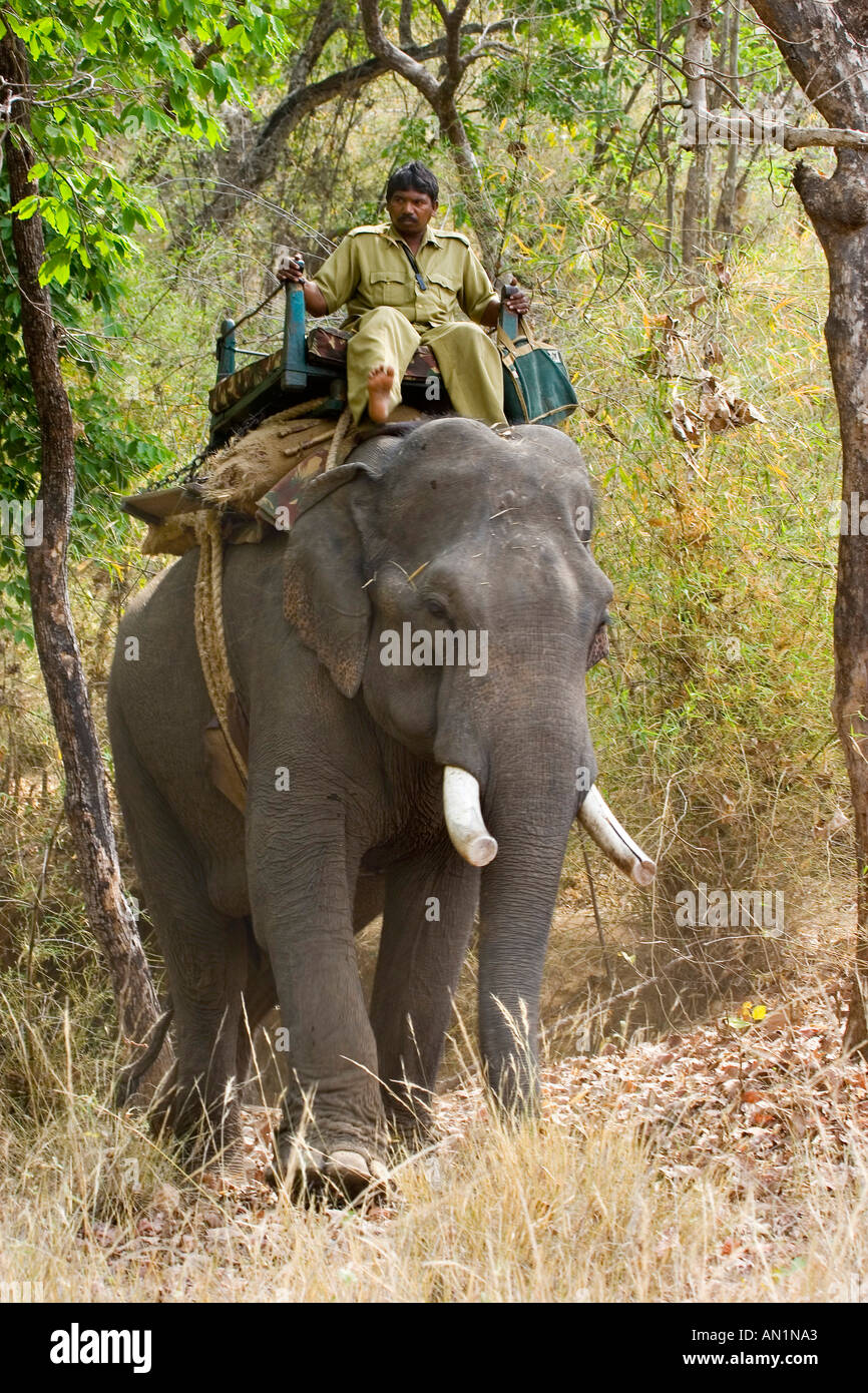 Asiatischer Elefant, Asiatischer Elefant (Elephas Maximus), mit Elefanten Reiter, Indien, Madhya Pradesh, Bandhavgarh NP Stockfoto