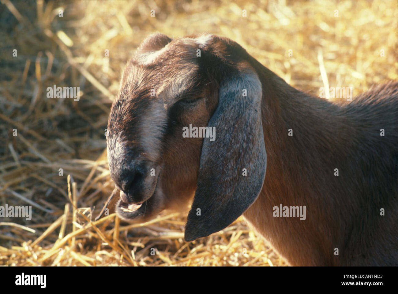 Inländische Ziege Anglo Nubian Nahaufnahme von Kopf zu kauen Stockfoto