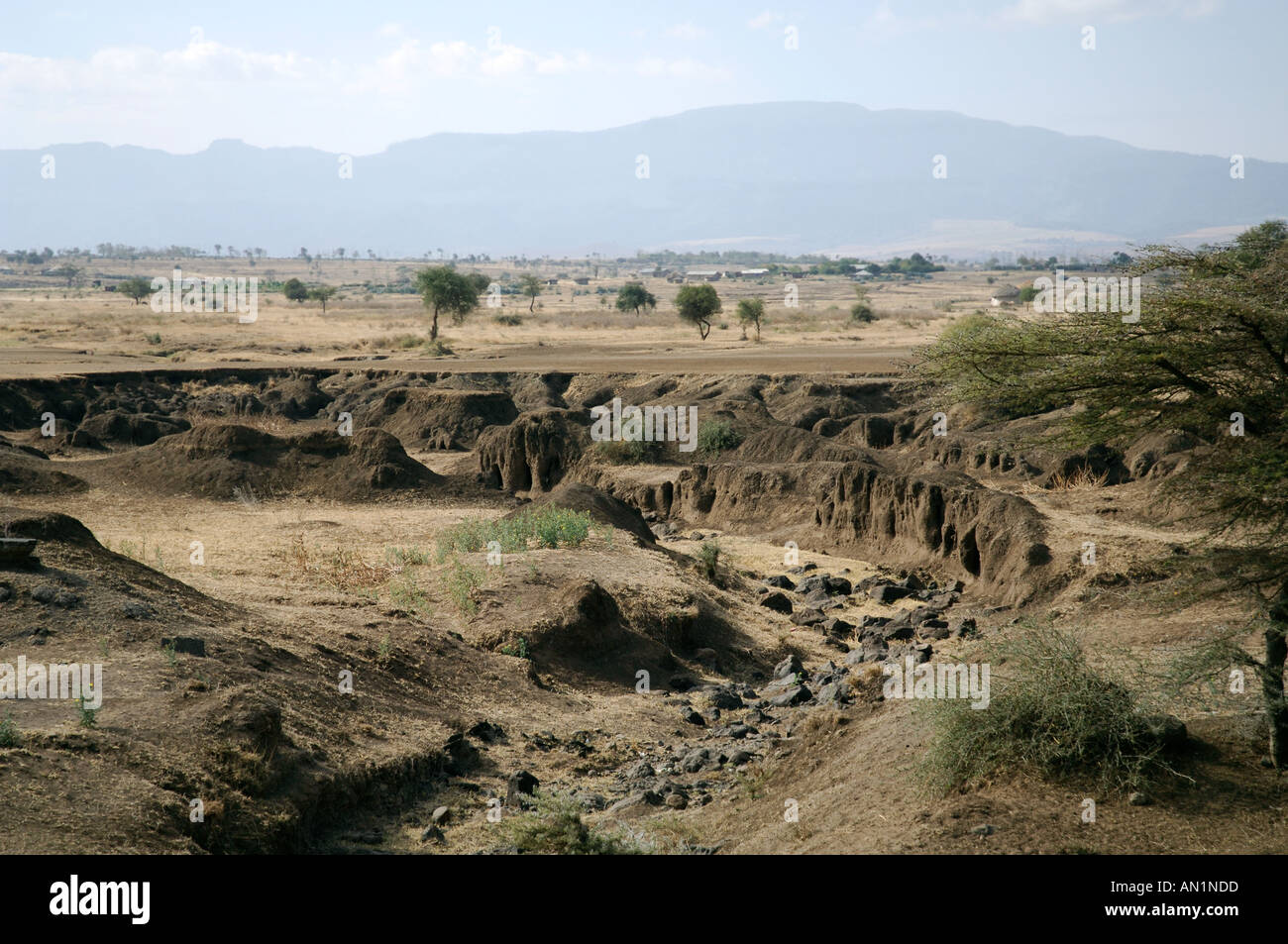 Starke Bodenerosion durch Überweidung in Arusha Tansania Stockfoto