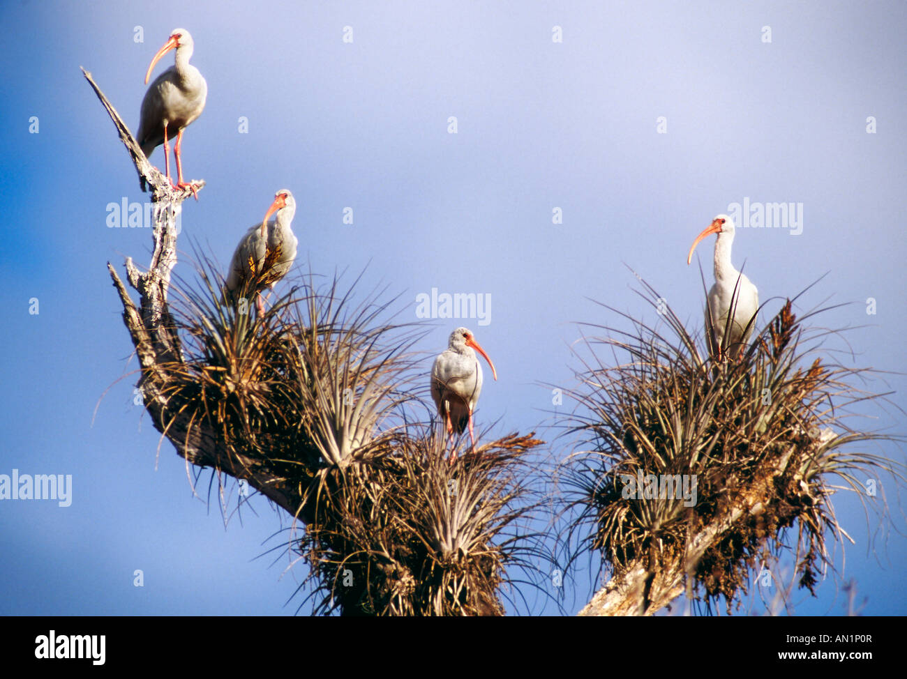 Schneesichler White Ibis Eudocimus Albus Florida USA Stockfoto